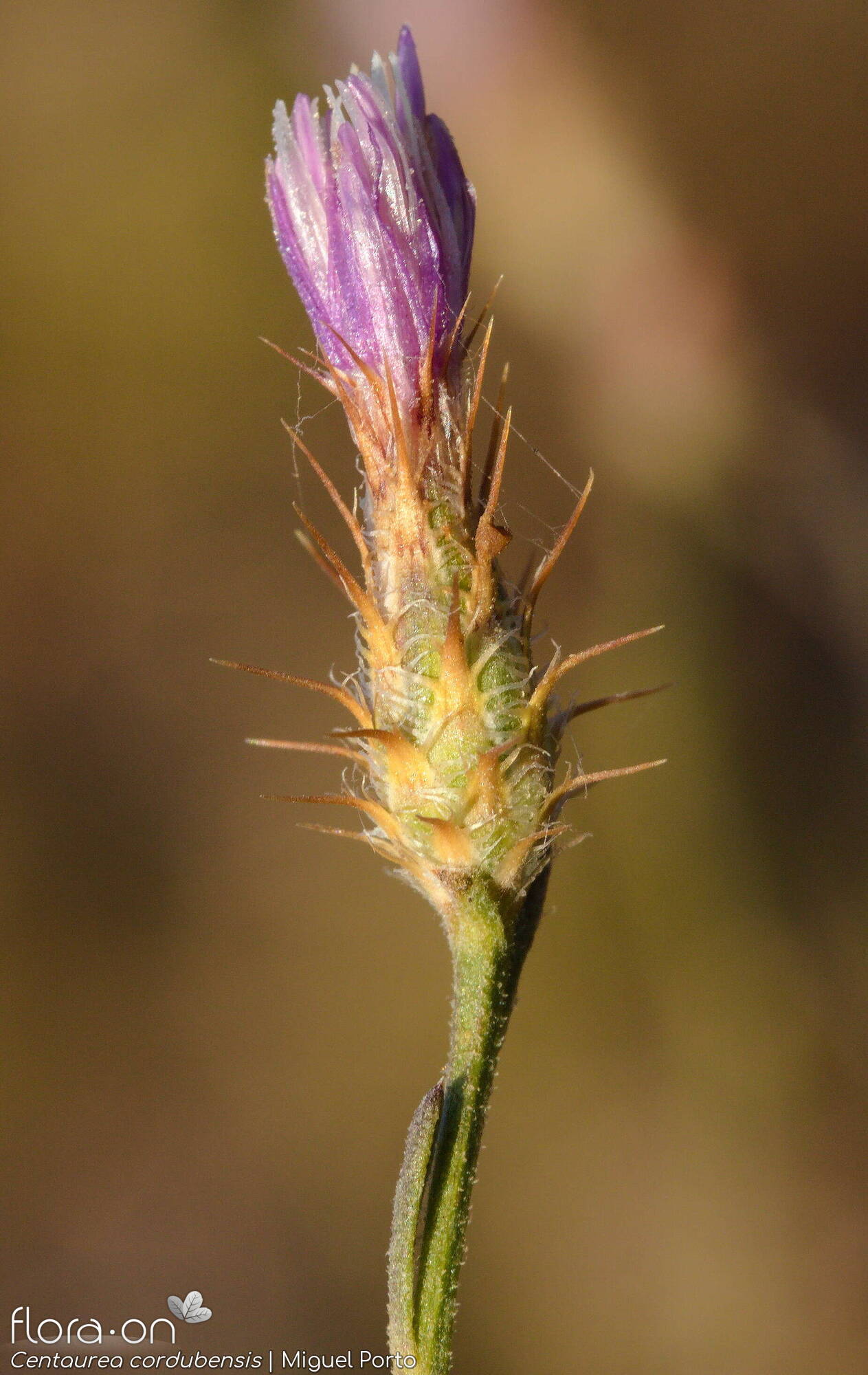 Centaurea cordubensis - Capítulo | Miguel Porto; CC BY-NC 4.0
