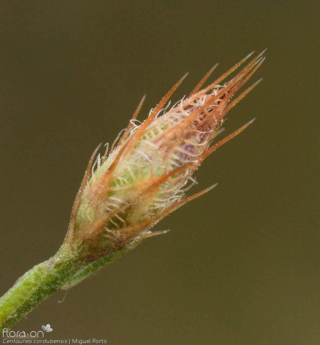Centaurea cordubensis - Botão | Miguel Porto; CC BY-NC 4.0