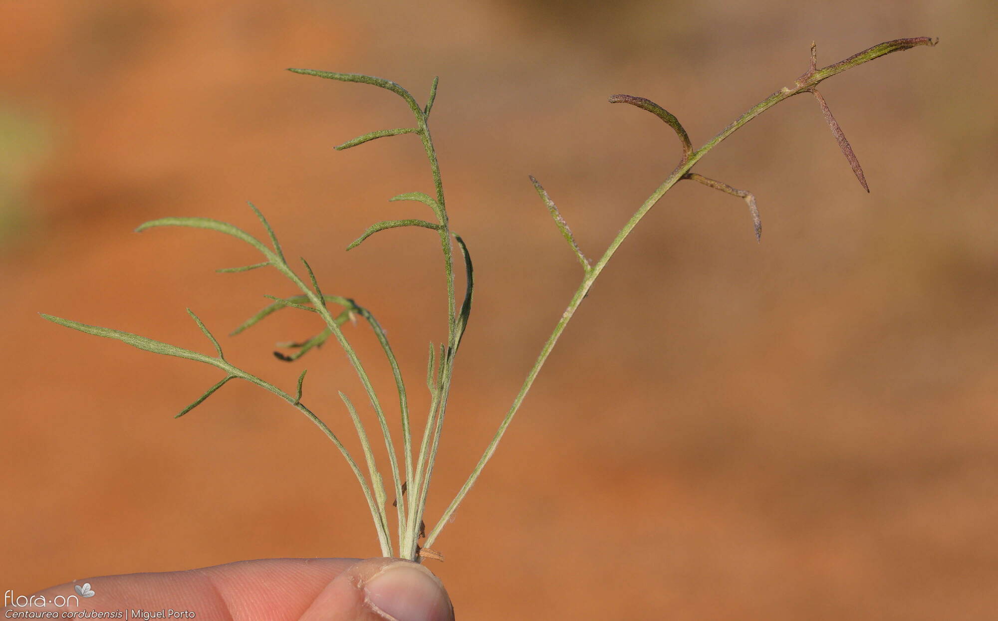 Centaurea cordubensis - Folha | Miguel Porto; CC BY-NC 4.0