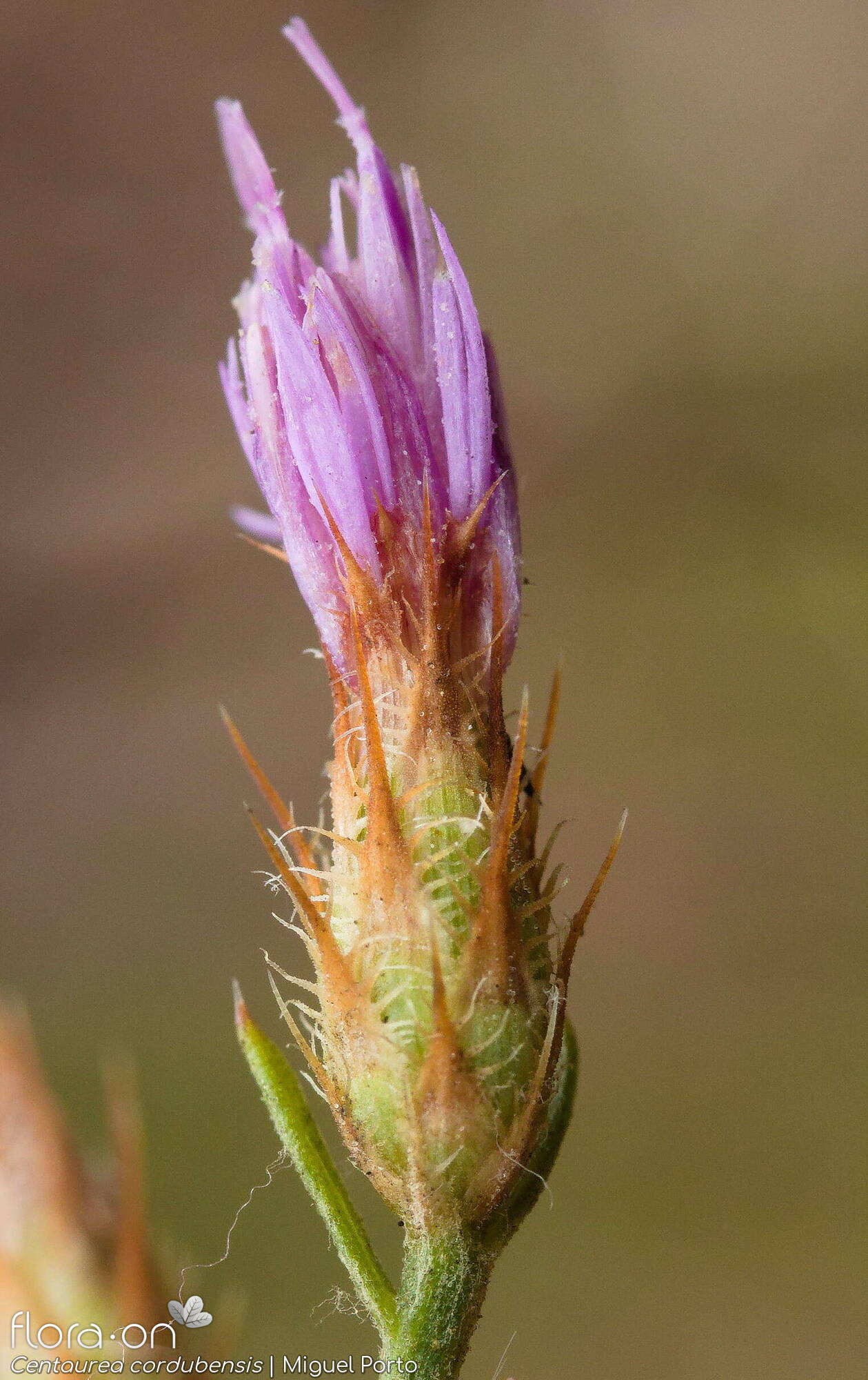Centaurea cordubensis - Capítulo | Miguel Porto; CC BY-NC 4.0