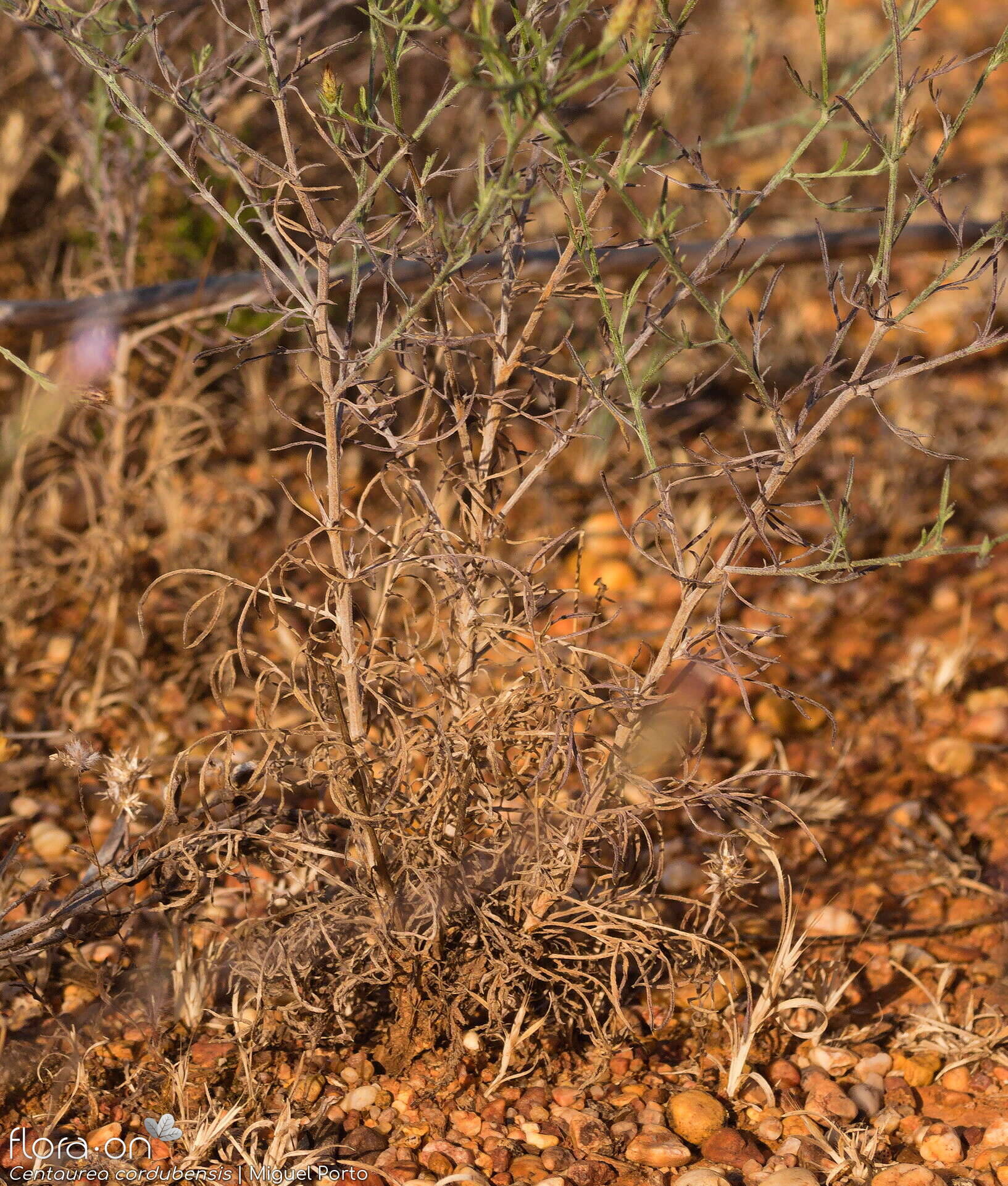 Centaurea cordubensis - Hábito | Miguel Porto; CC BY-NC 4.0