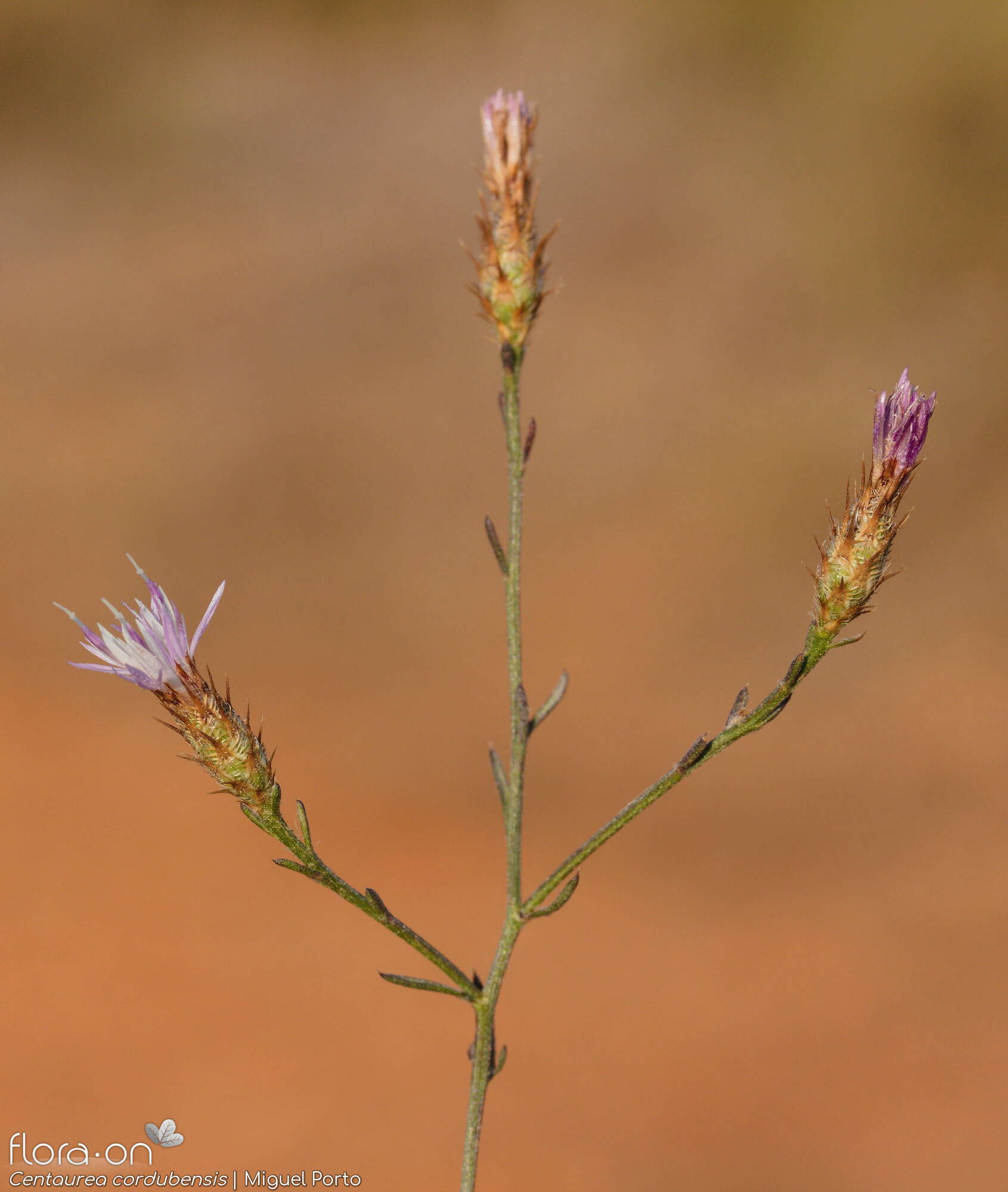 Centaurea cordubensis - Flor (geral) | Miguel Porto; CC BY-NC 4.0