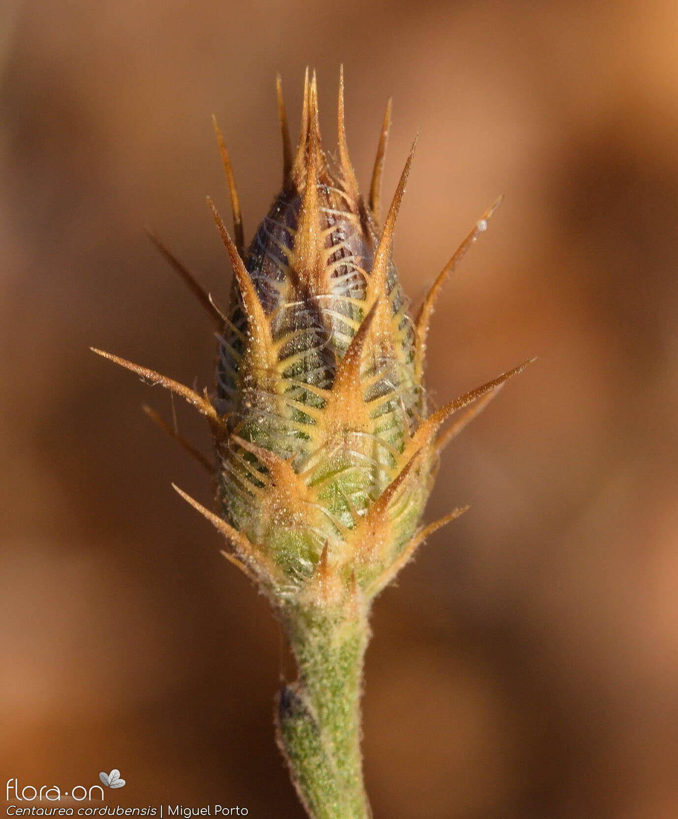 Centaurea cordubensis - Botão | Miguel Porto; CC BY-NC 4.0