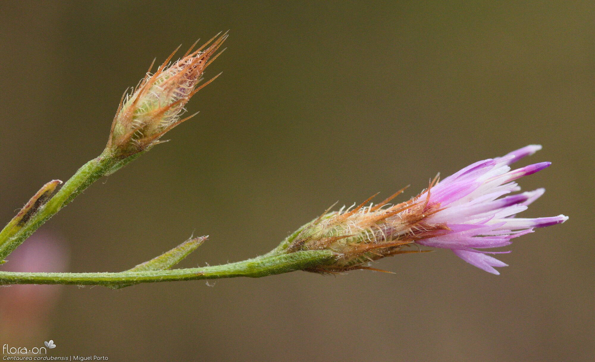 Centaurea cordubensis - Botão | Miguel Porto; CC BY-NC 4.0