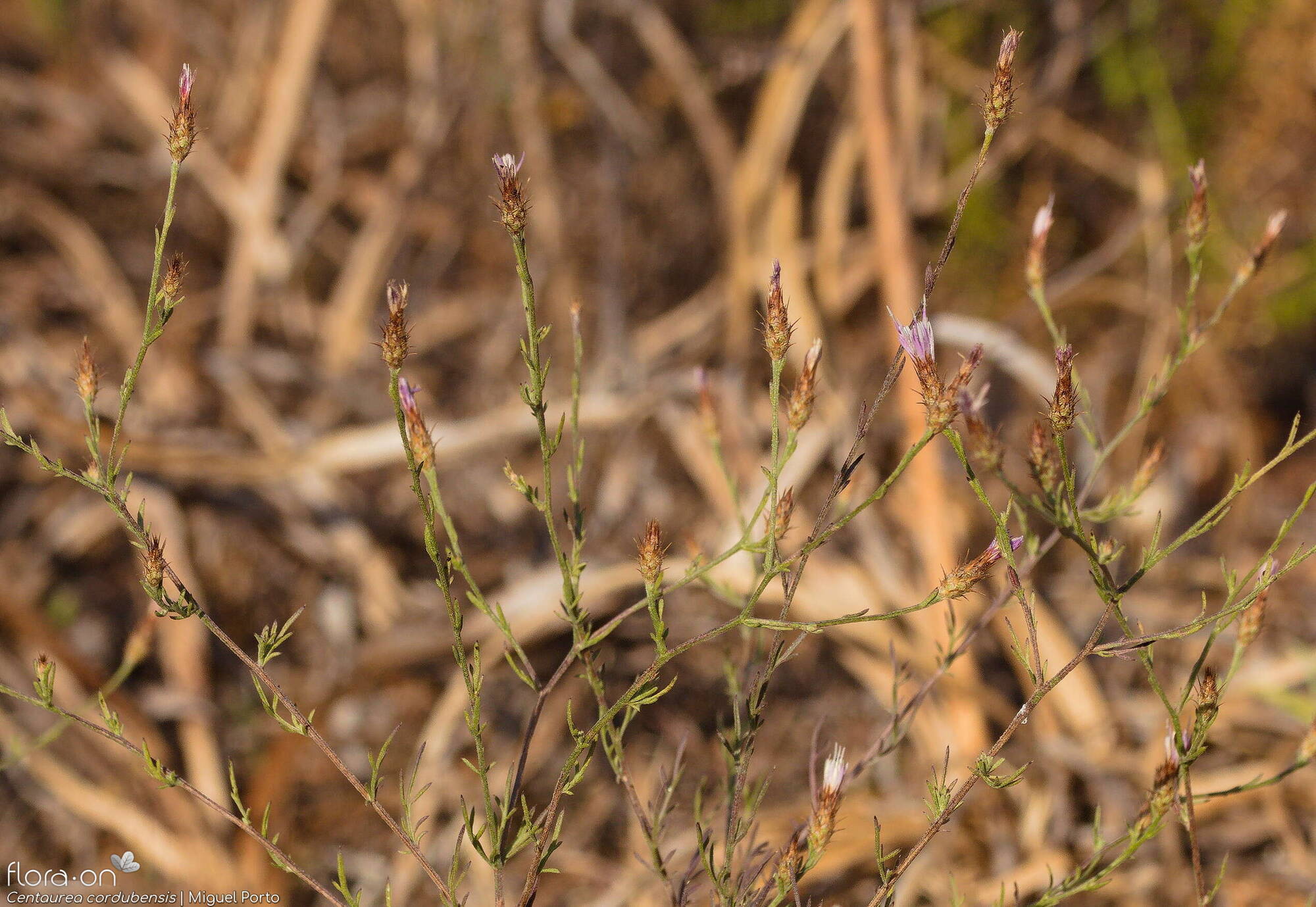 Centaurea cordubensis - Flor (geral) | Miguel Porto; CC BY-NC 4.0