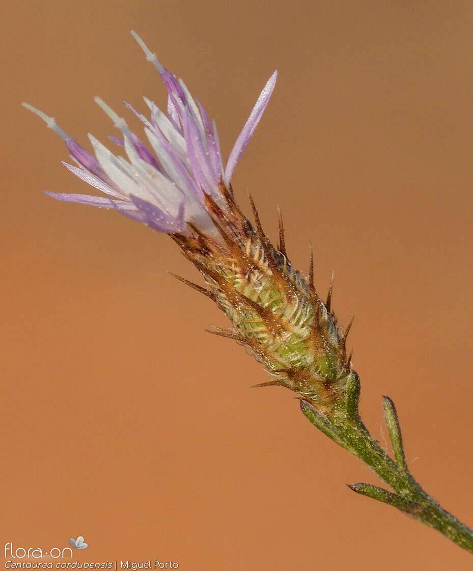 Centaurea cordubensis - Capítulo | Miguel Porto; CC BY-NC 4.0