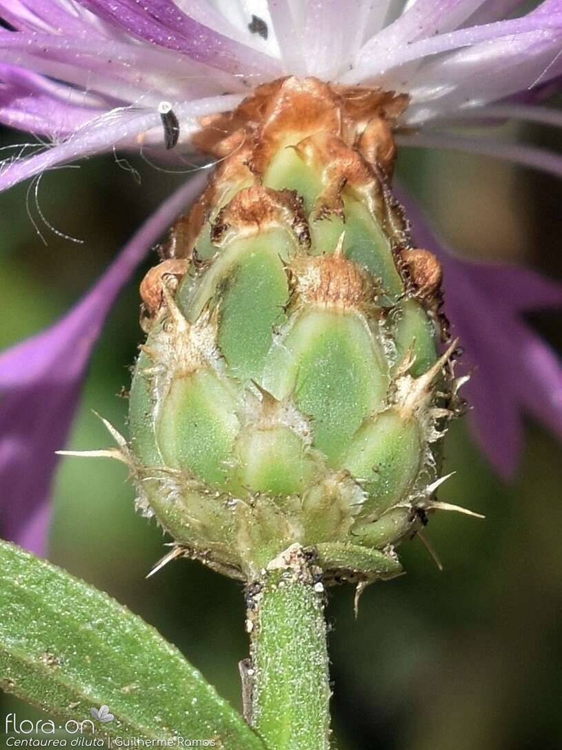 Centaurea diluta - Bráctea | Guilherme Ramos; CC BY-NC 4.0