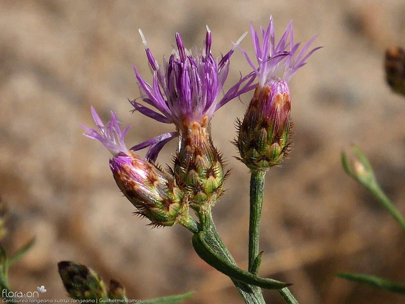 Centaurea langeana langeana - Capítulo | Guilherme Ramos; CC BY-NC 4.0