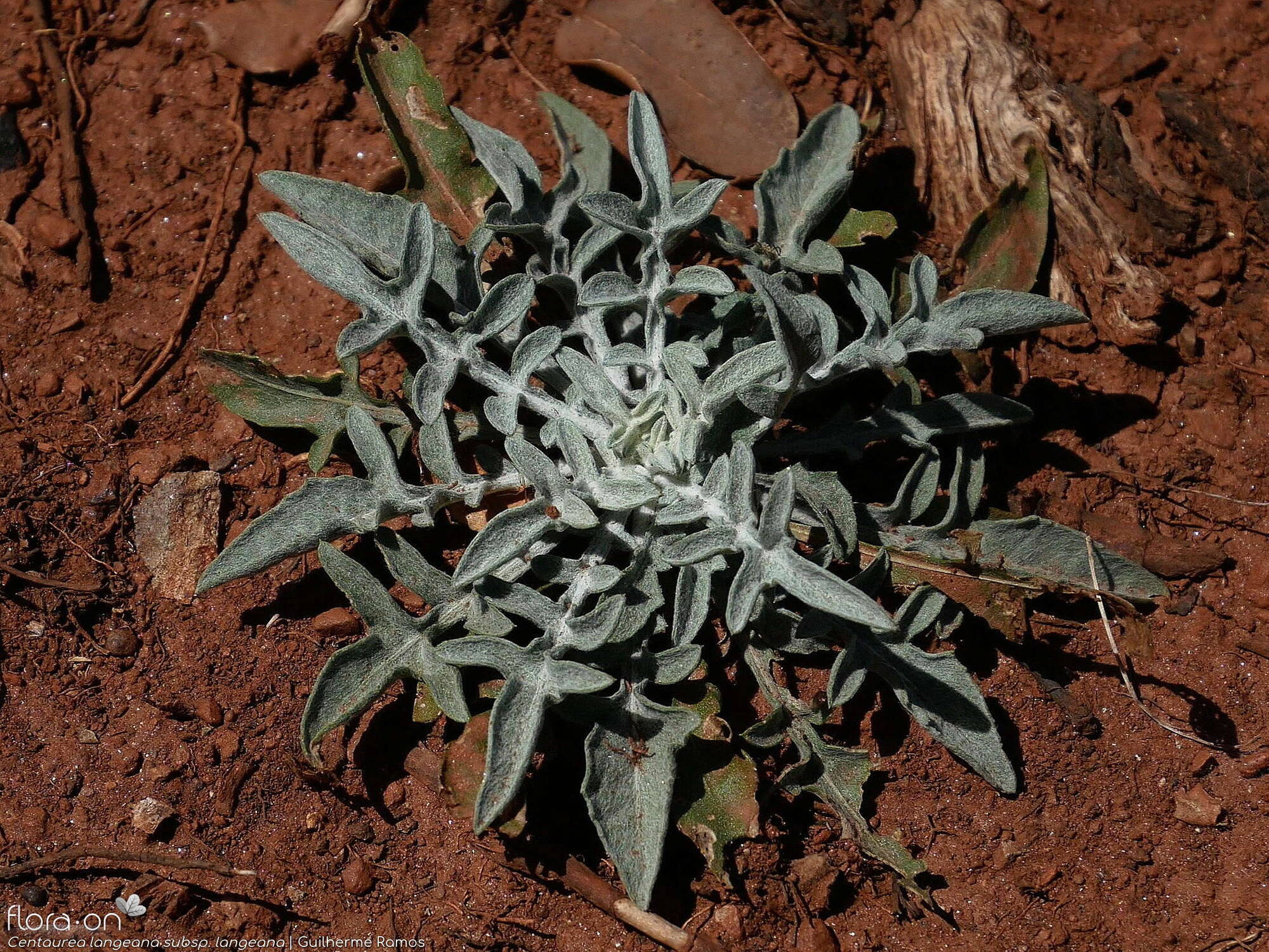 Centaurea langeana langeana - Folha (geral) | Guilherme Ramos; CC BY-NC 4.0