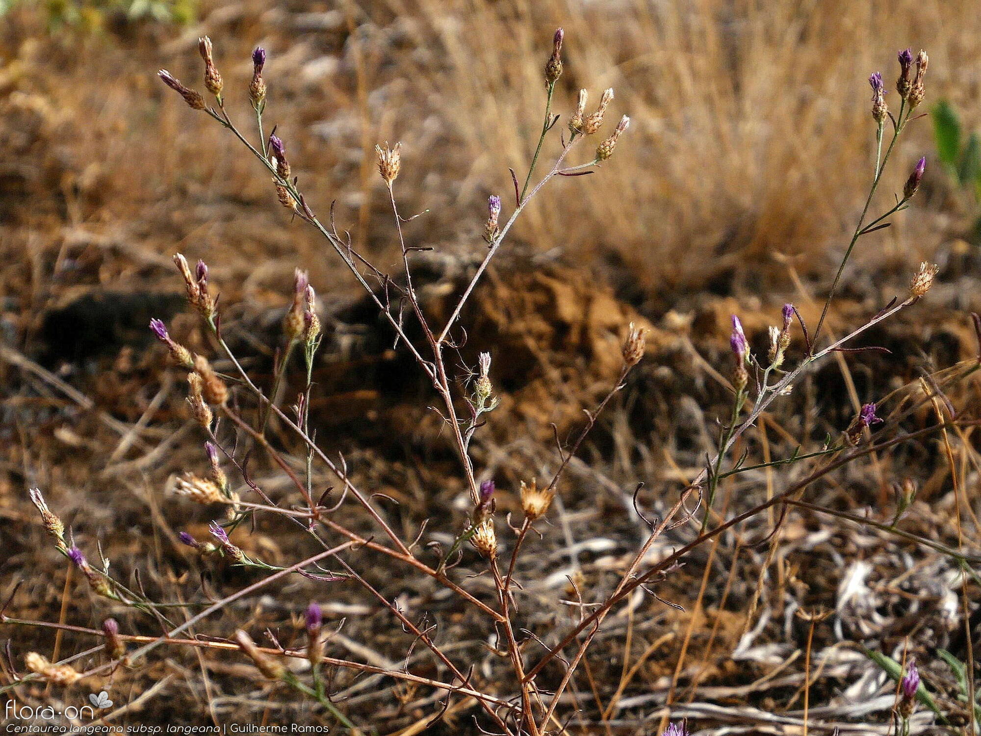 Centaurea langeana langeana - Flor (geral) | Guilherme Ramos; CC BY-NC 4.0