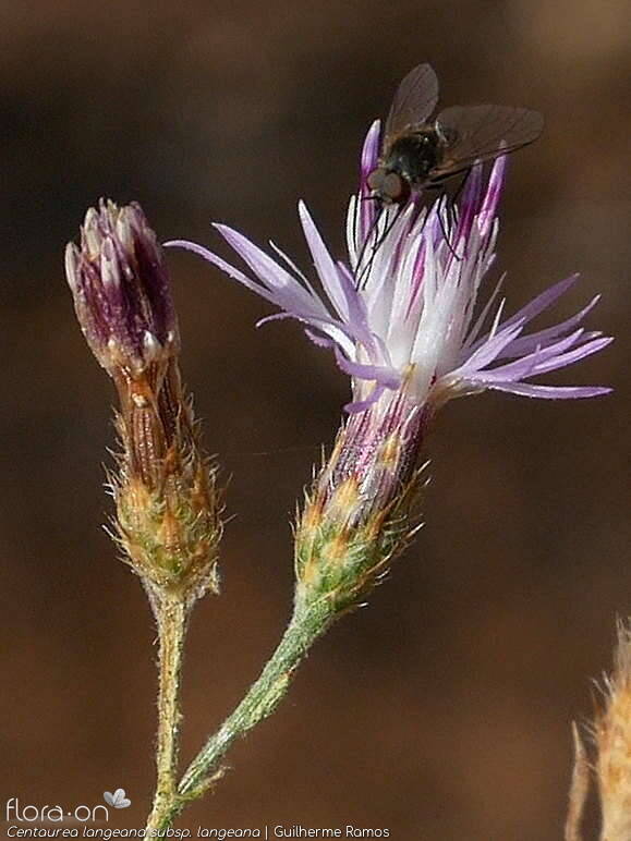 Centaurea langeana langeana - Capítulo | Guilherme Ramos; CC BY-NC 4.0