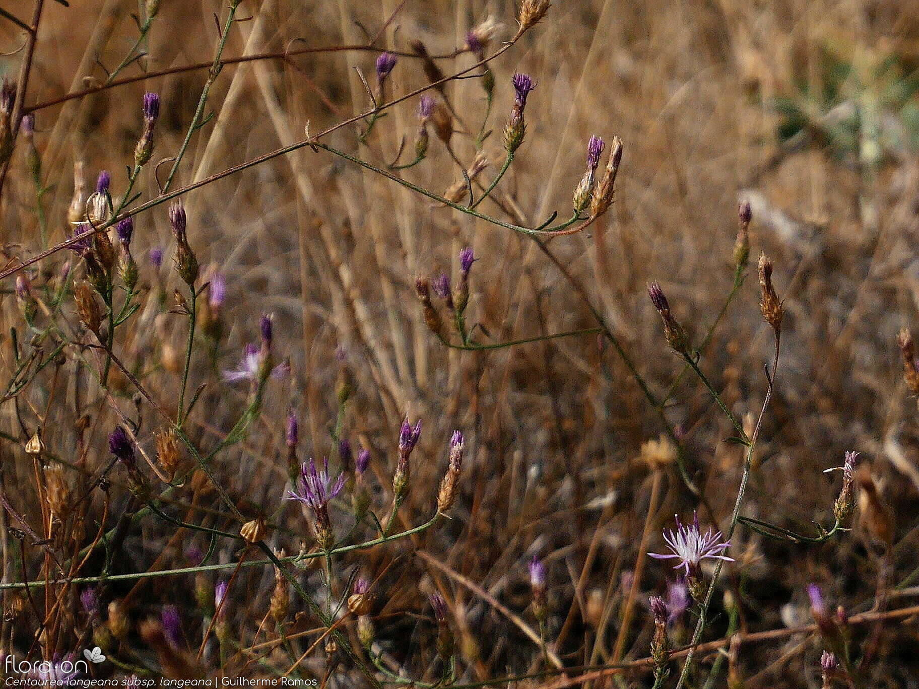 Centaurea langeana langeana - Flor (geral) | Guilherme Ramos; CC BY-NC 4.0