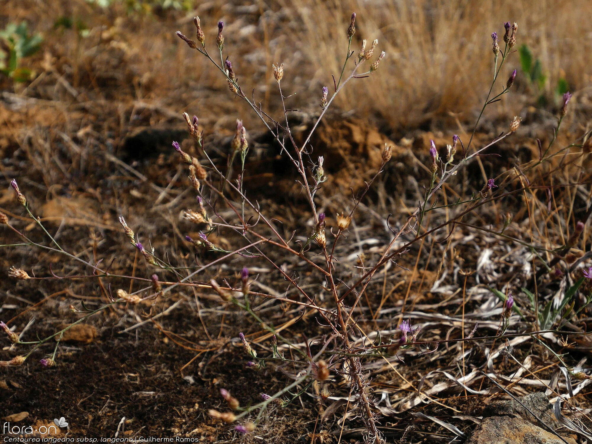 Centaurea langeana langeana - Hábito | Guilherme Ramos; CC BY-NC 4.0