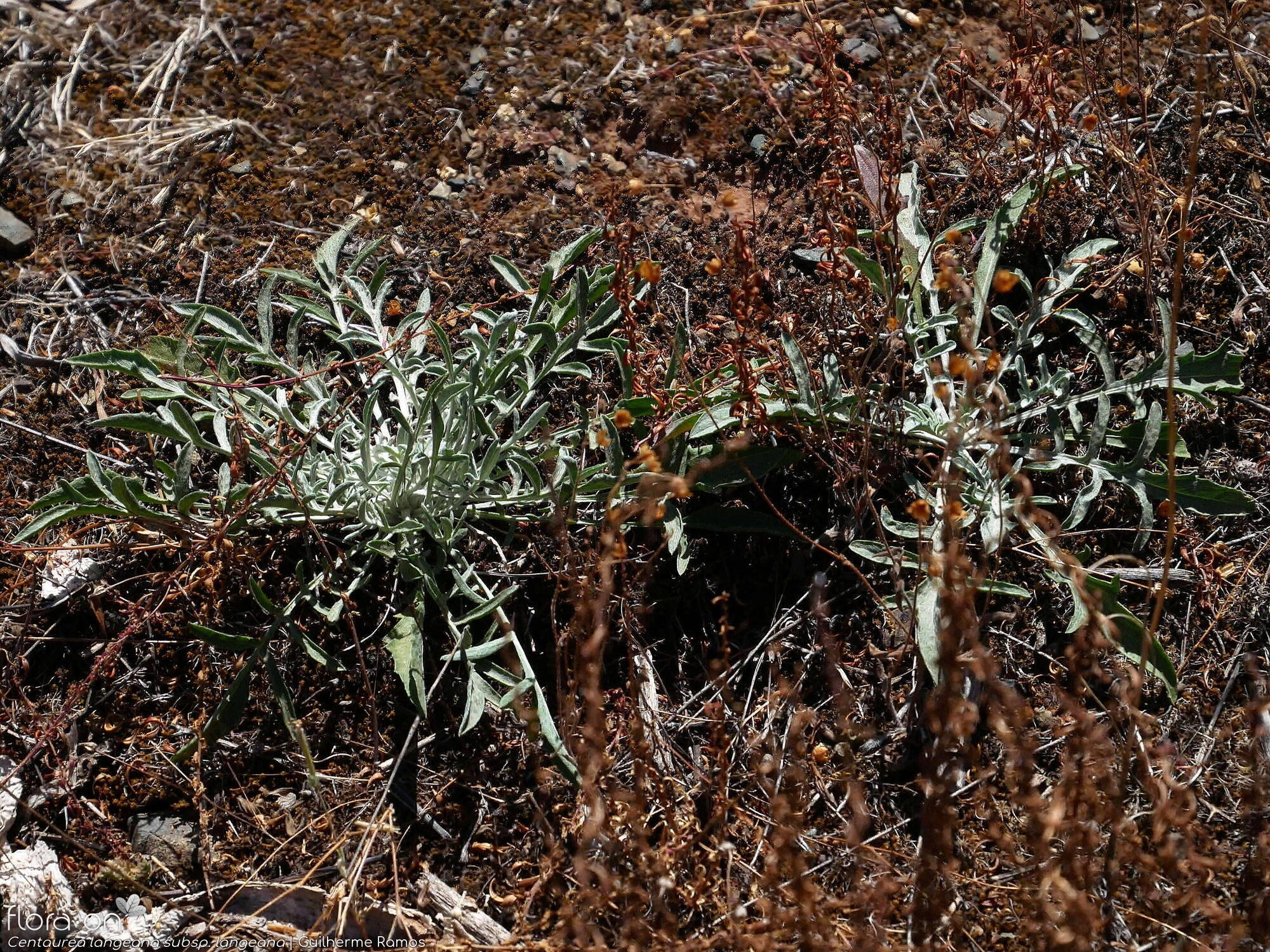 Centaurea langeana langeana - Hábito | Guilherme Ramos; CC BY-NC 4.0