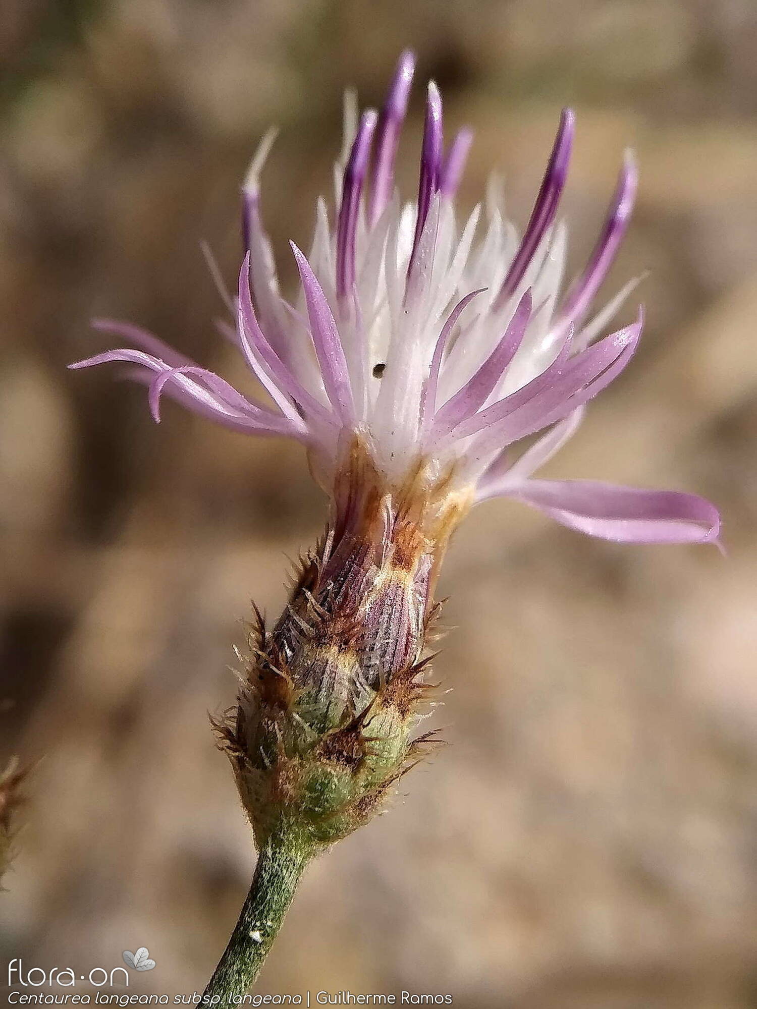 Centaurea langeana langeana - Capítulo | Guilherme Ramos; CC BY-NC 4.0