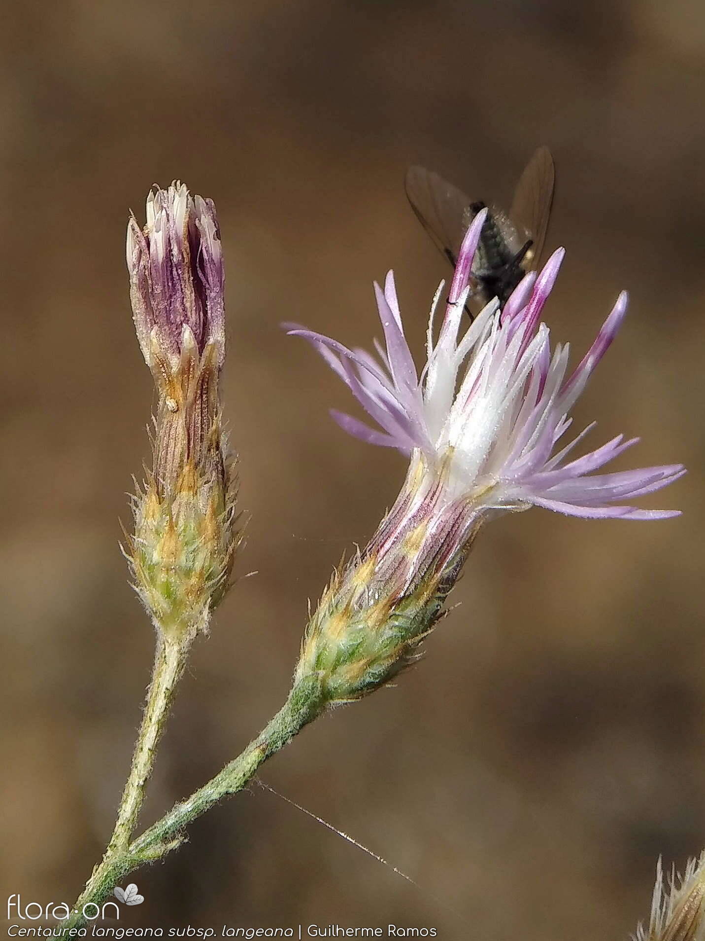Centaurea langeana langeana - Capítulo | Guilherme Ramos; CC BY-NC 4.0