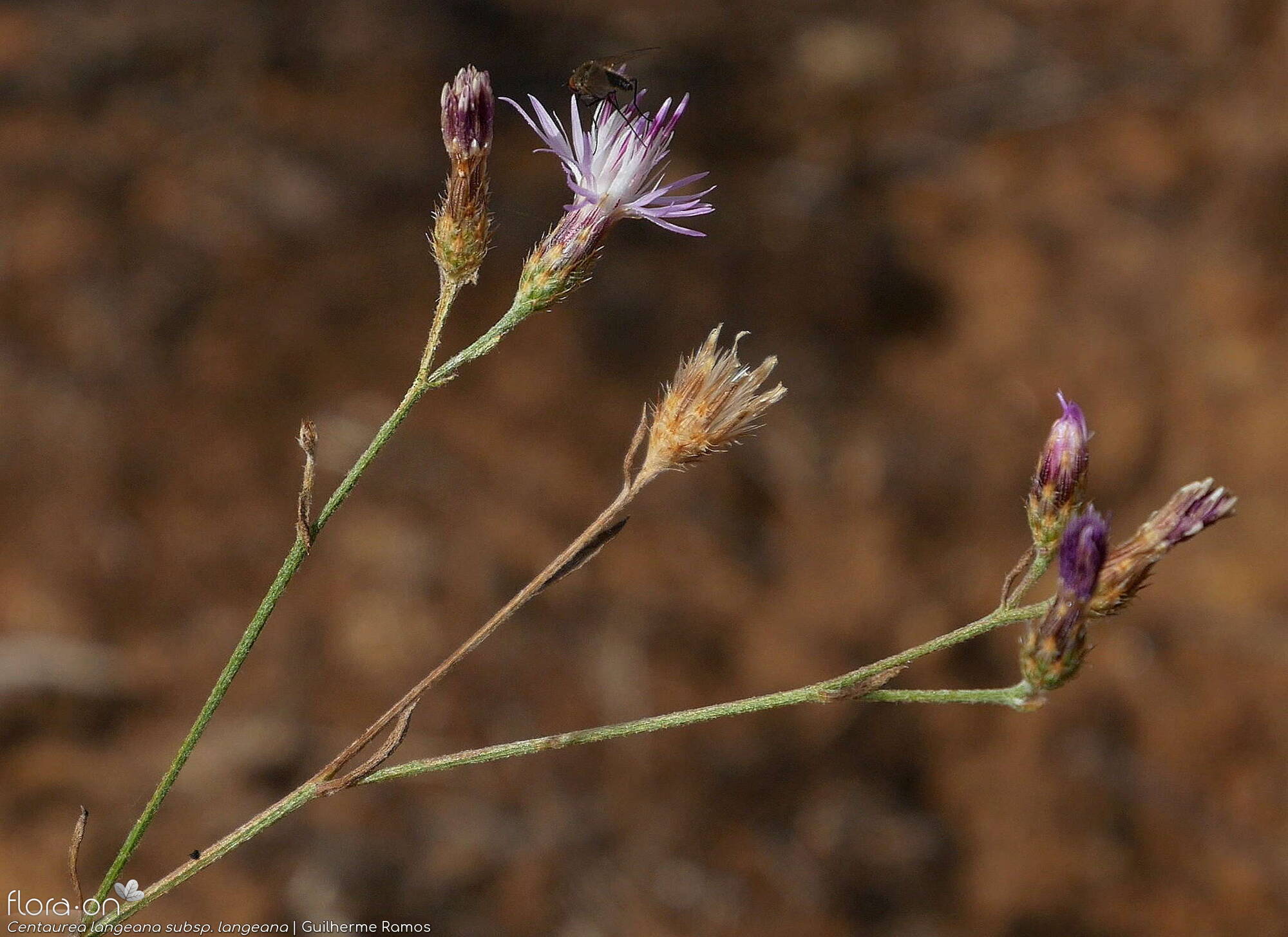 Centaurea langeana langeana - Flor (geral) | Guilherme Ramos; CC BY-NC 4.0