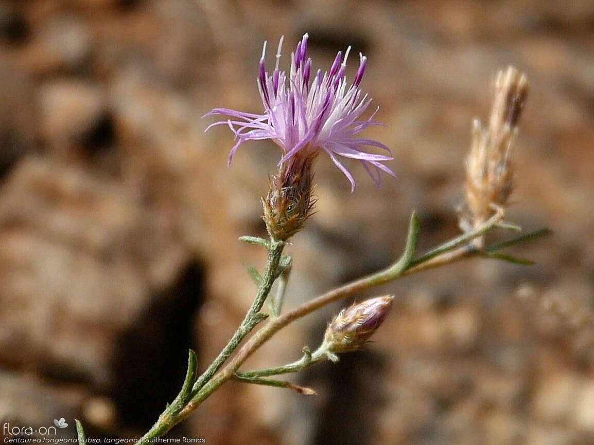 Centaurea langeana langeana - Capítulo | Guilherme Ramos; CC BY-NC 4.0