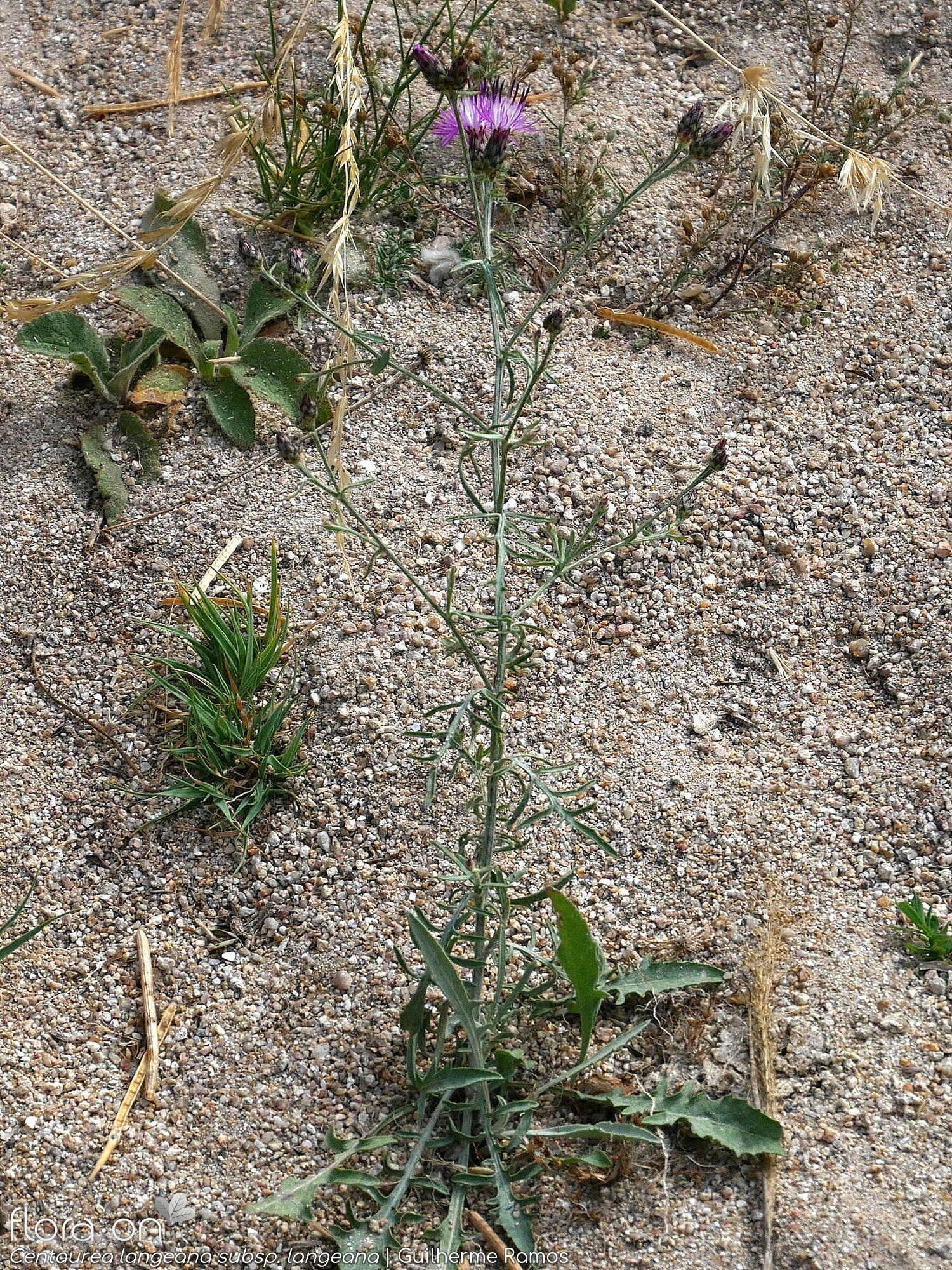 Centaurea langeana langeana - Hábito | Guilherme Ramos; CC BY-NC 4.0