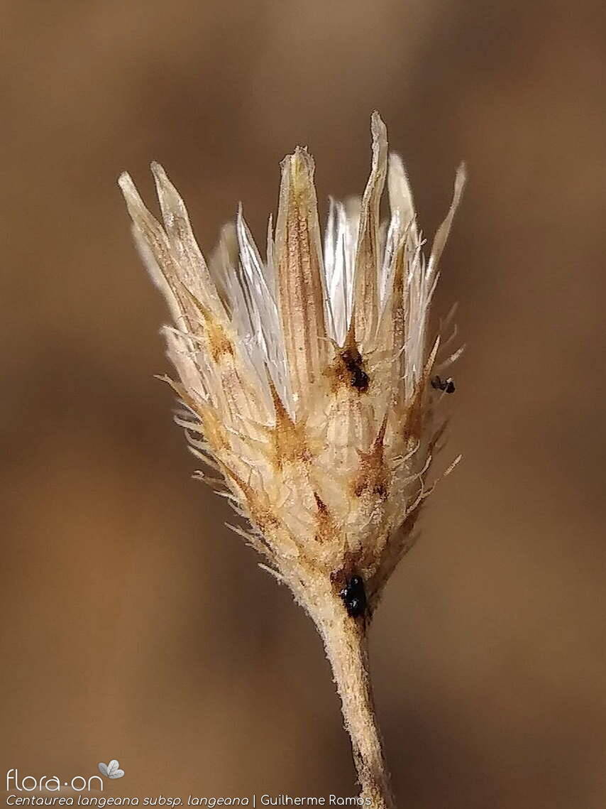 Centaurea langeana langeana - Capítulo frutífero | Guilherme Ramos; CC BY-NC 4.0