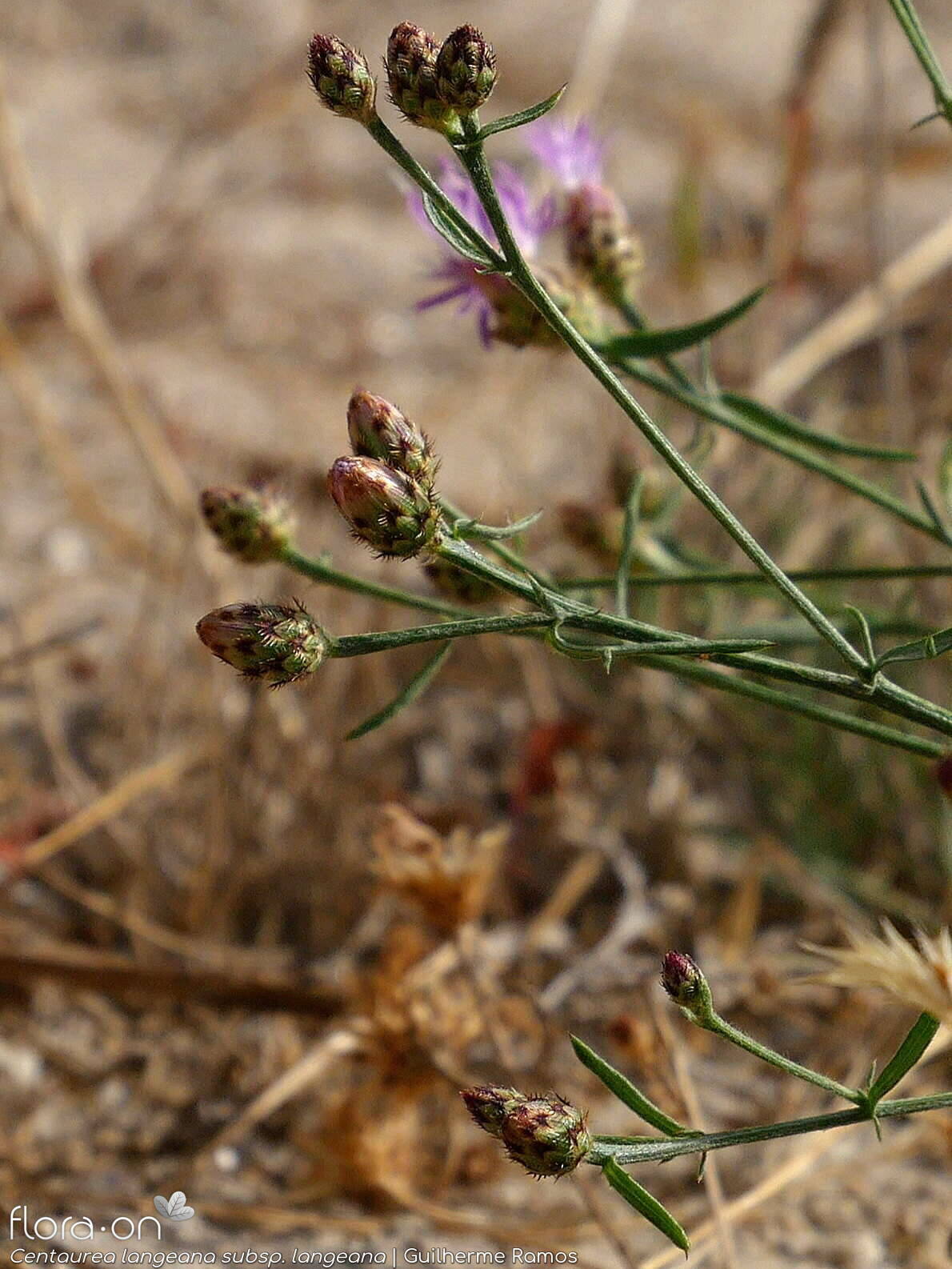 Centaurea langeana langeana - Flor (geral) | Guilherme Ramos; CC BY-NC 4.0