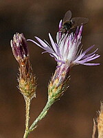 Centaurea langeana
