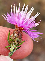 Centaurea limbata