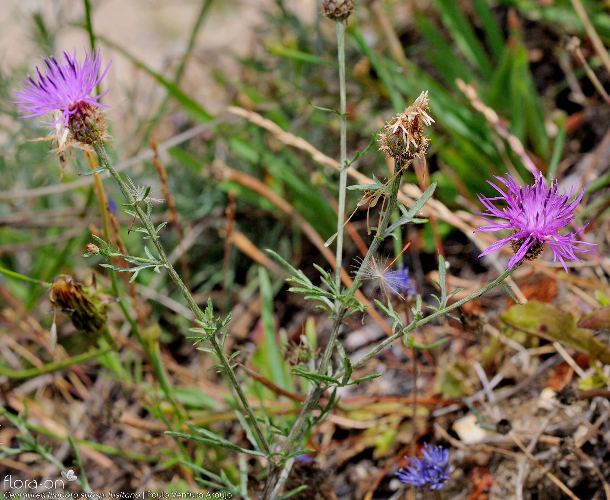 Centaurea limbata - Hábito | Paulo Ventura Araújo; CC BY-NC 4.0