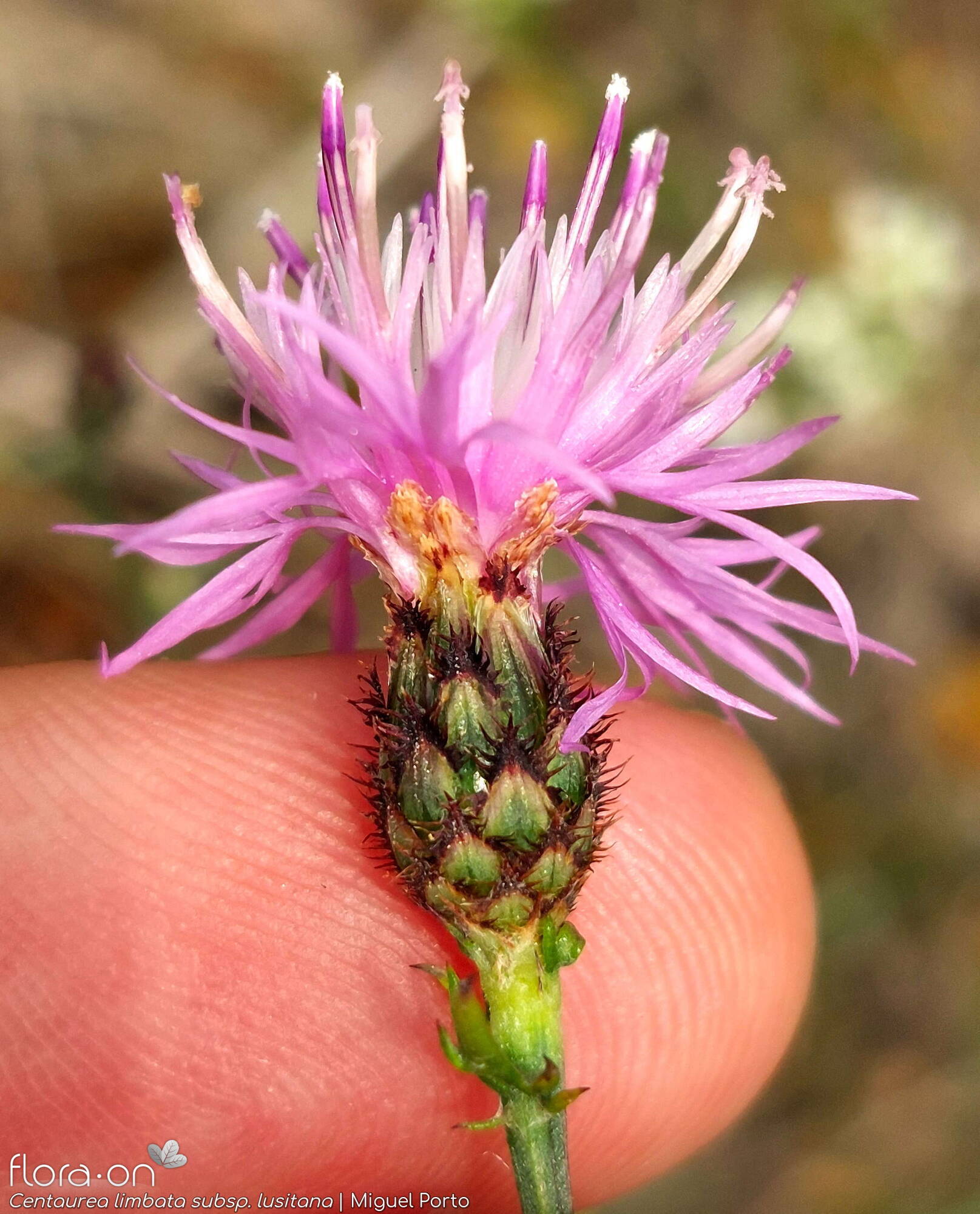 Centaurea limbata - Capítulo | Miguel Porto; CC BY-NC 4.0