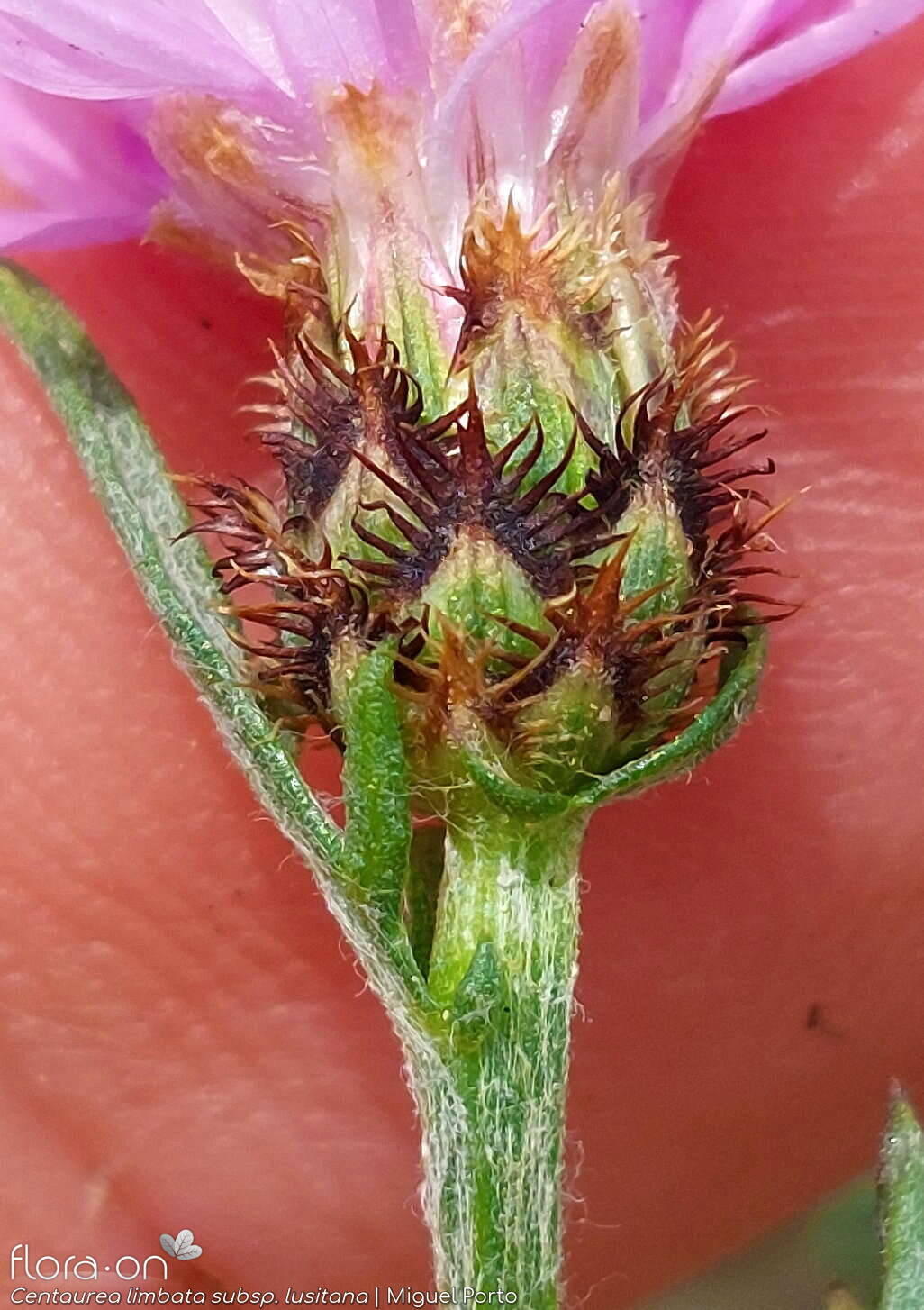 Centaurea limbata - Bráctea | Miguel Porto; CC BY-NC 4.0