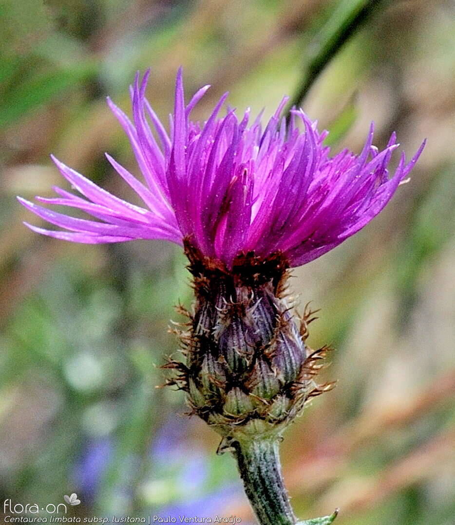 Centaurea limbata - Capítulo | Paulo Ventura Araújo; CC BY-NC 4.0
