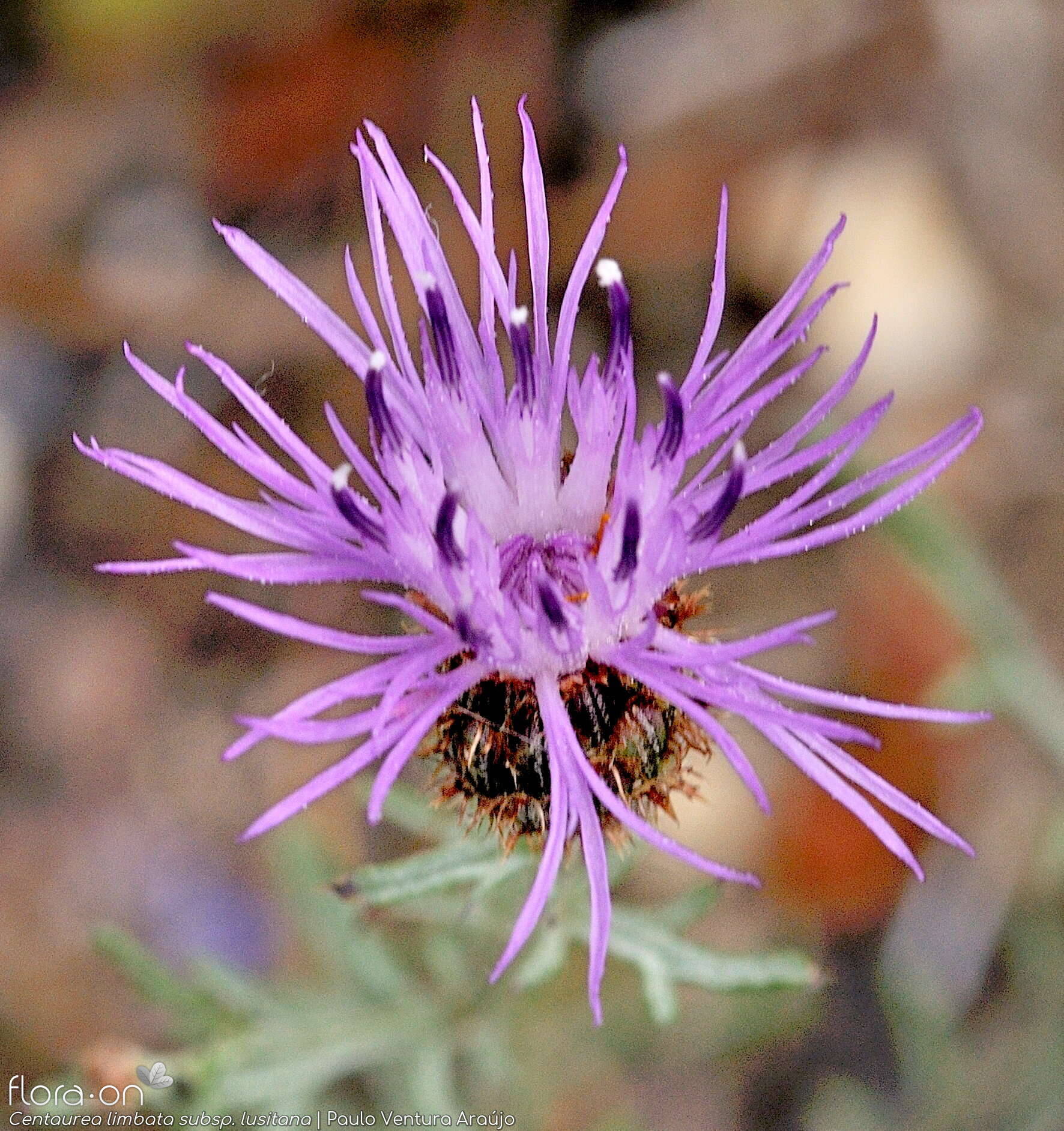 Centaurea limbata - Capítulo | Paulo Ventura Araújo; CC BY-NC 4.0
