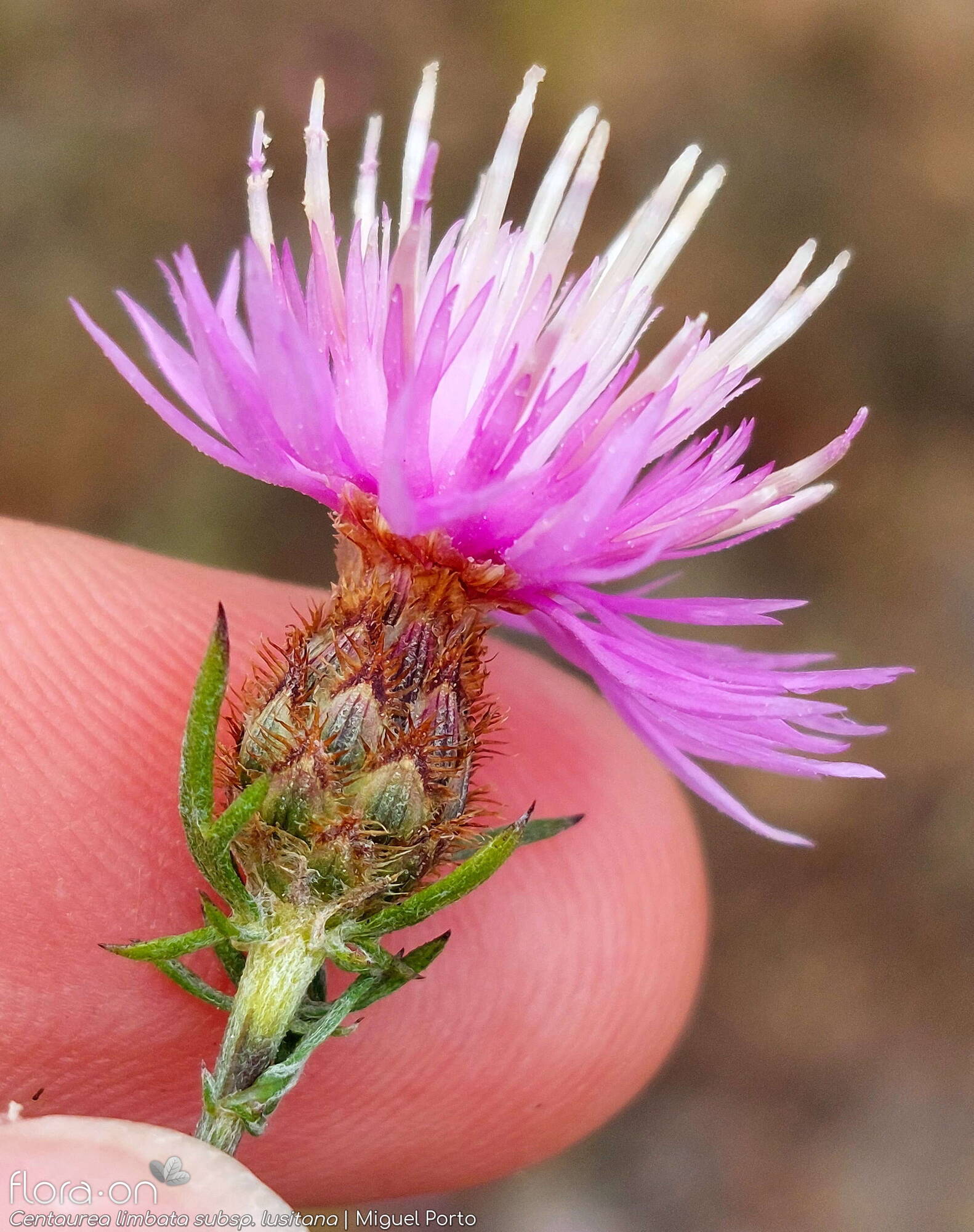 Centaurea limbata - Capítulo | Miguel Porto; CC BY-NC 4.0