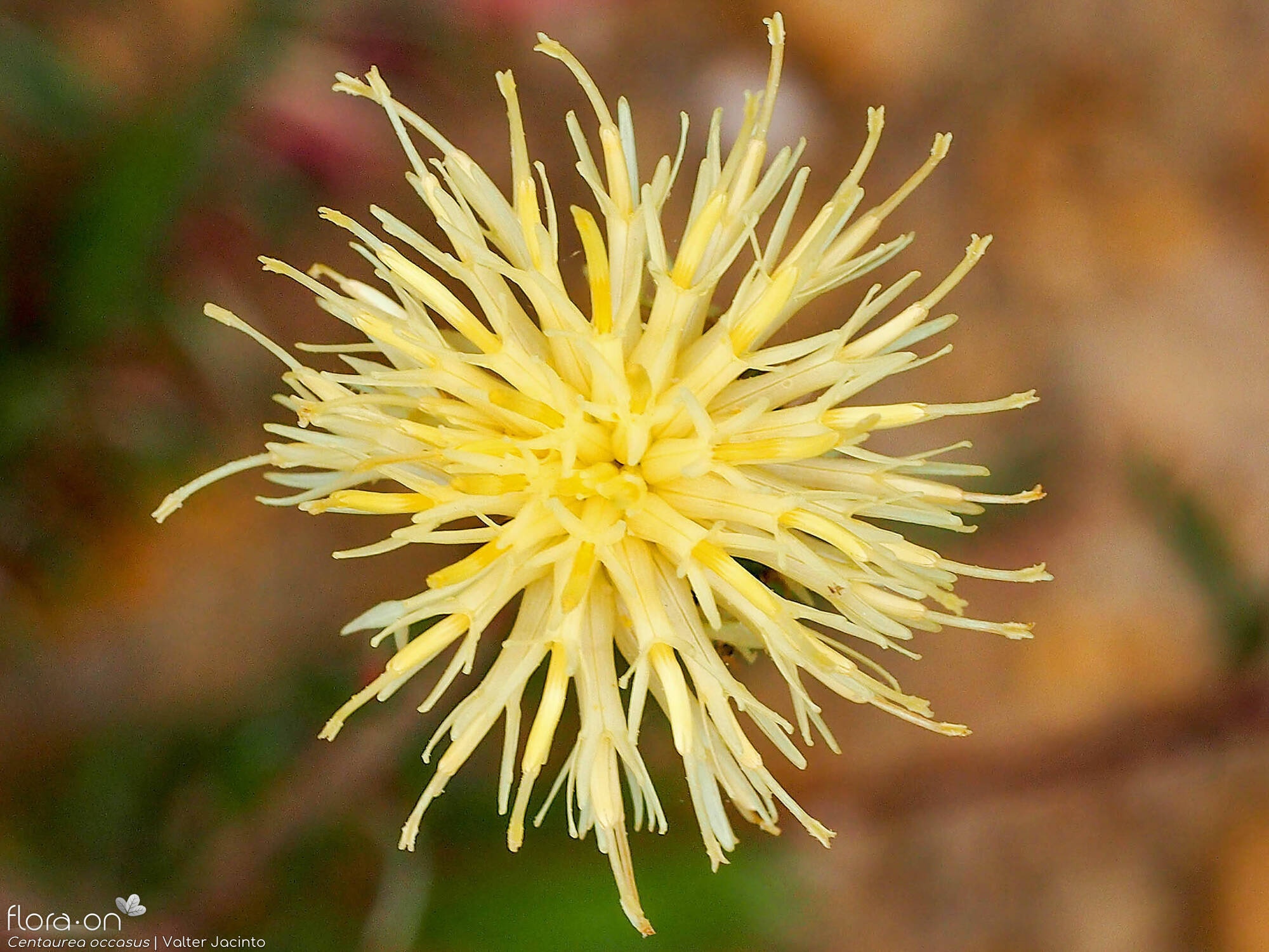 Centaurea occasus - Flor (close-up) | Valter Jacinto; CC BY-NC 4.0