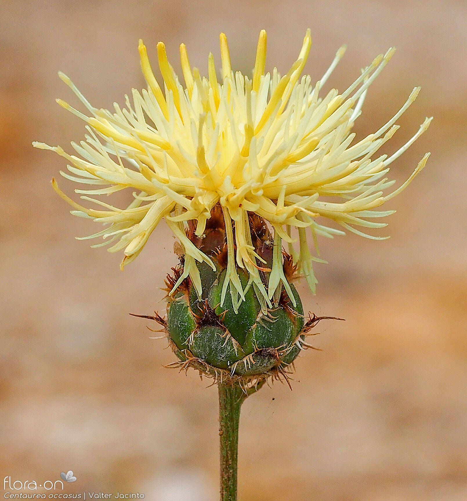 Centaurea occasus - Capítulo | Valter Jacinto; CC BY-NC 4.0