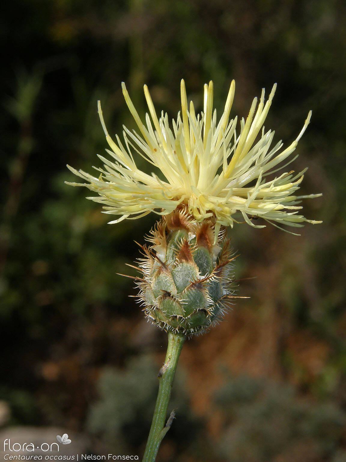 Centaurea occasus - Capítulo | Nelson Fonseca; CC BY-NC 4.0