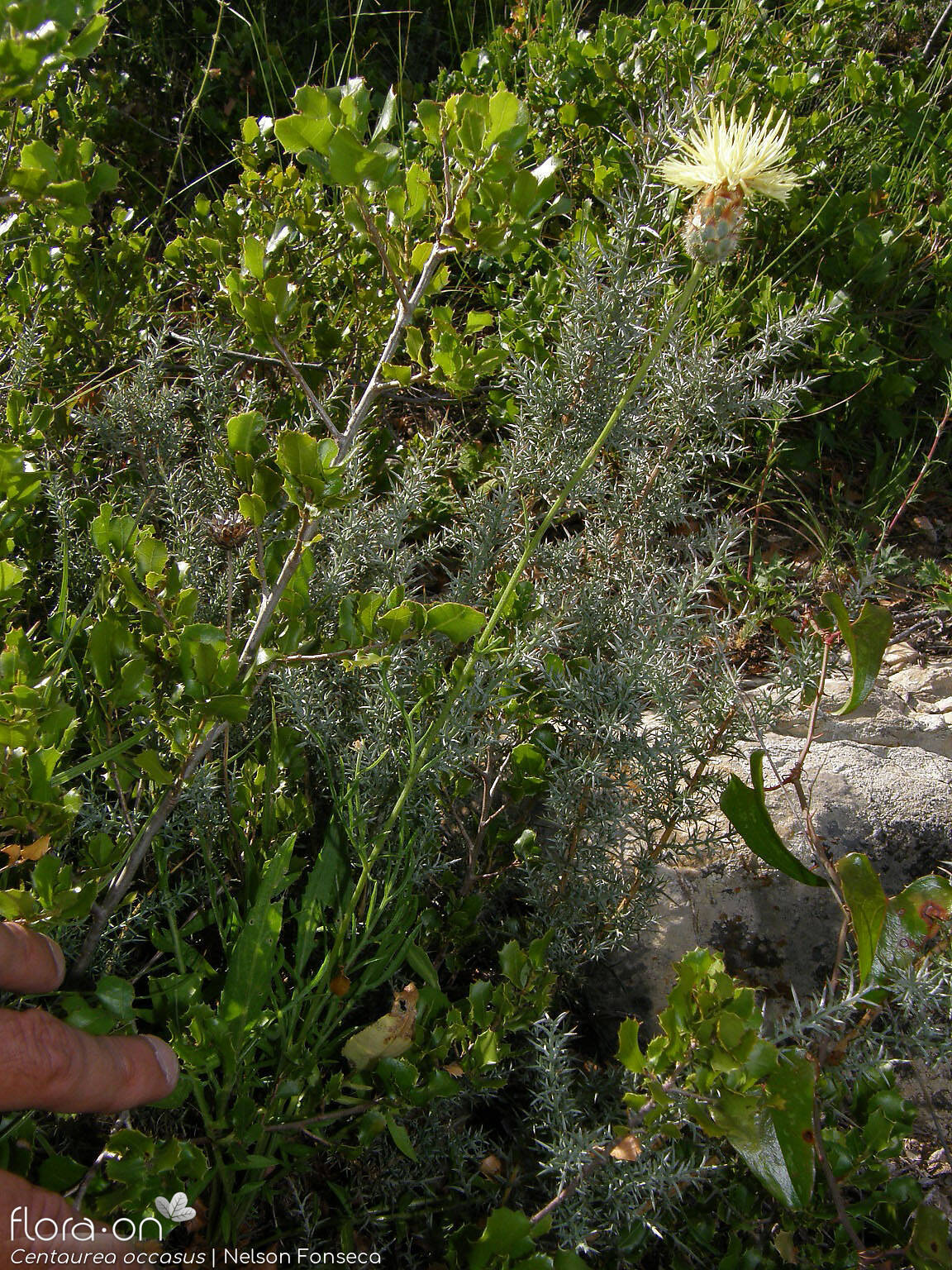 Centaurea occasus - Hábito | Nelson Fonseca; CC BY-NC 4.0