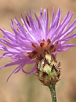 Centaurea paniculata