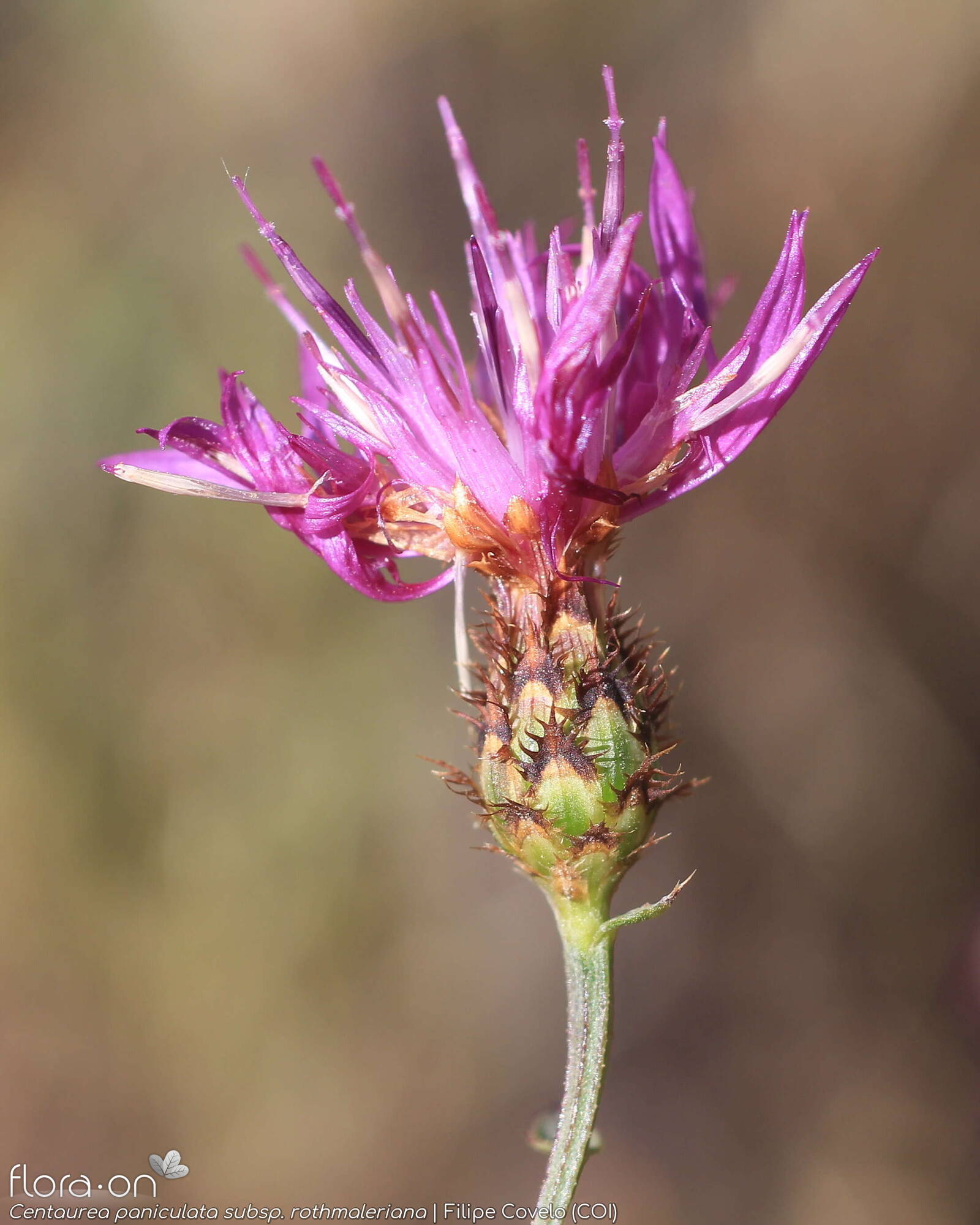 Centaurea paniculata - Capítulo | Filipe Covelo; CC BY-NC 4.0