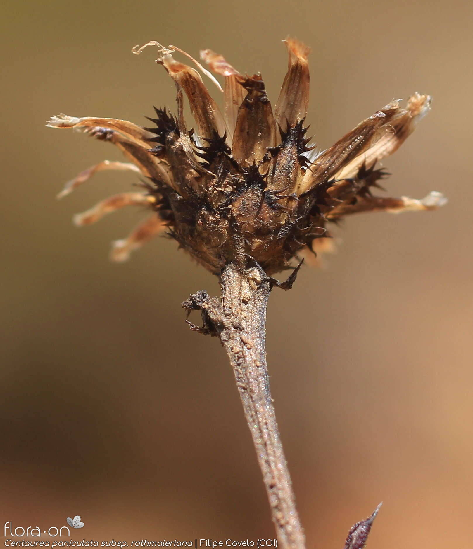 Centaurea paniculata - Capítulo frutífero | Filipe Covelo; CC BY-NC 4.0