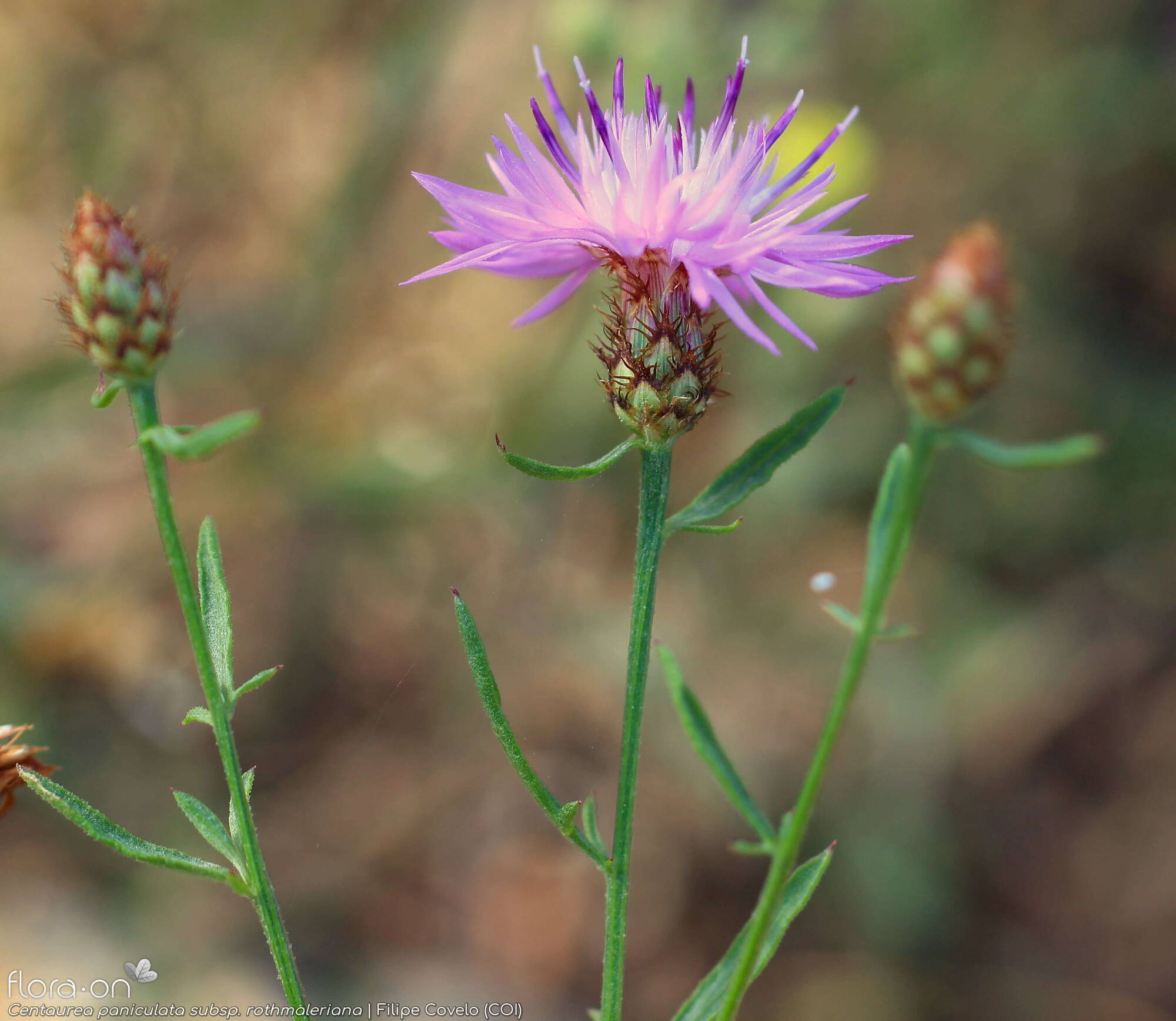 Centaurea paniculata - Flor (geral) | Filipe Covelo; CC BY-NC 4.0