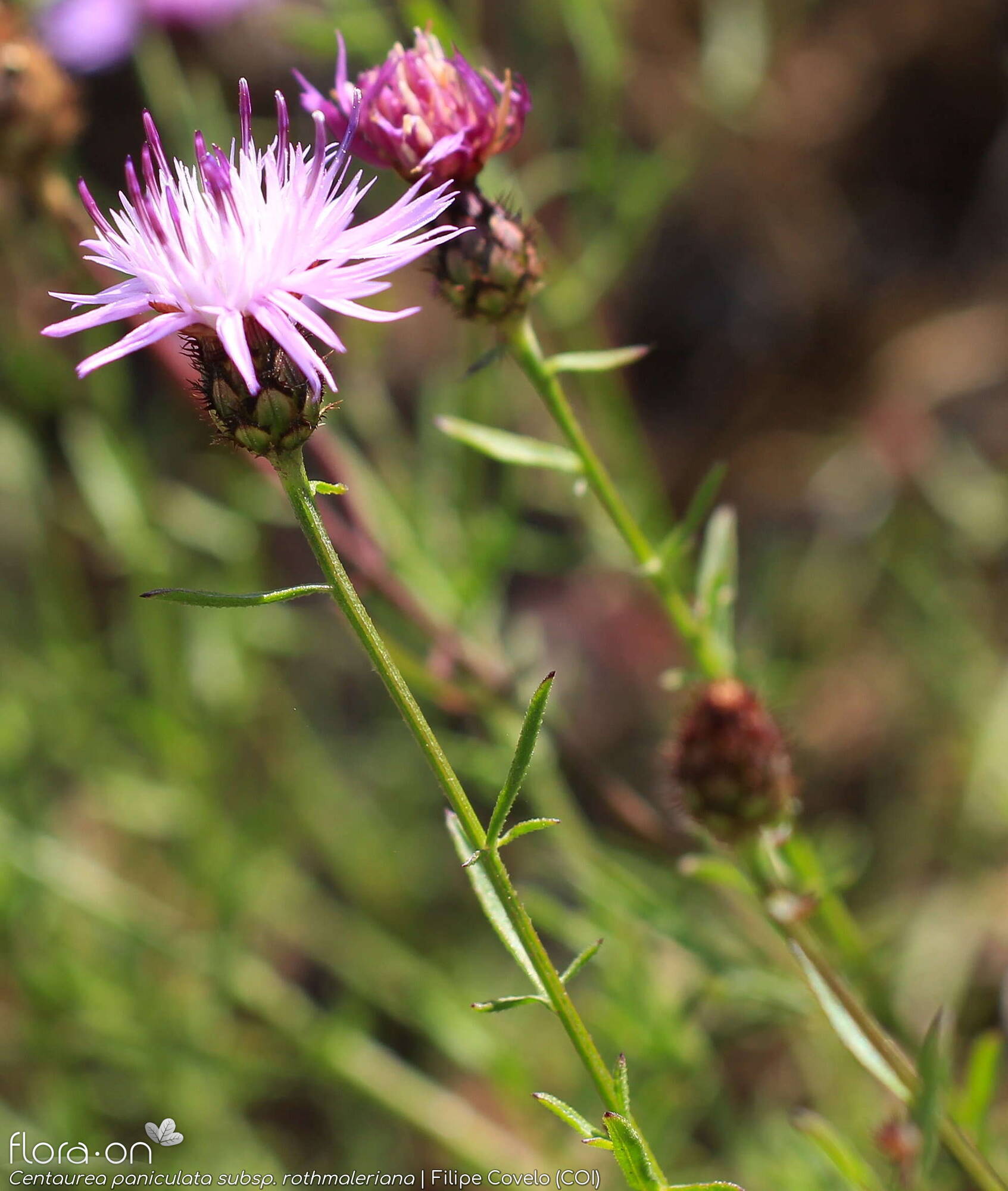 Centaurea paniculata - Flor (geral) | Filipe Covelo; CC BY-NC 4.0