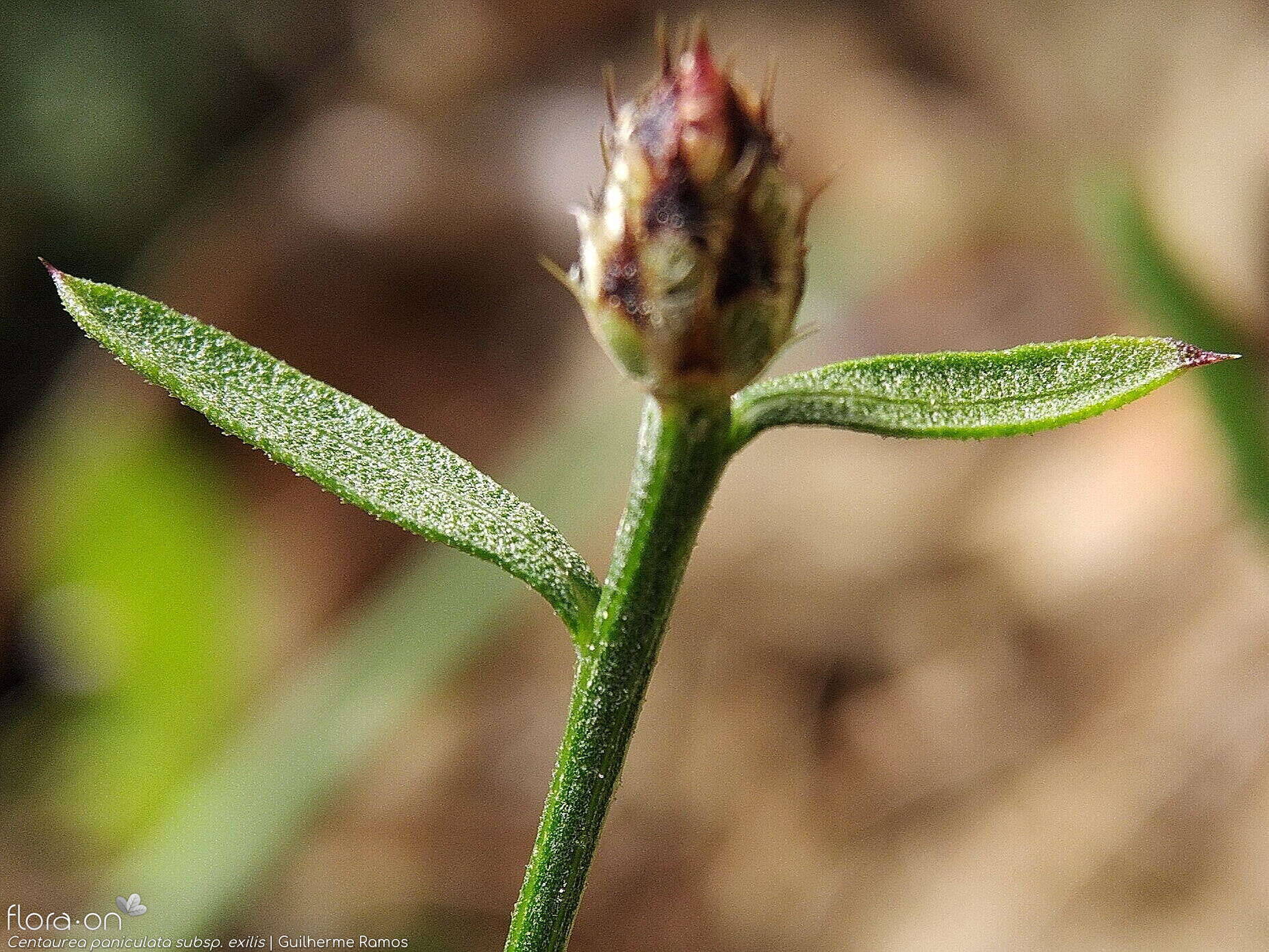 Centaurea paniculata - Capítulo | Guilherme Ramos; CC BY-NC 4.0