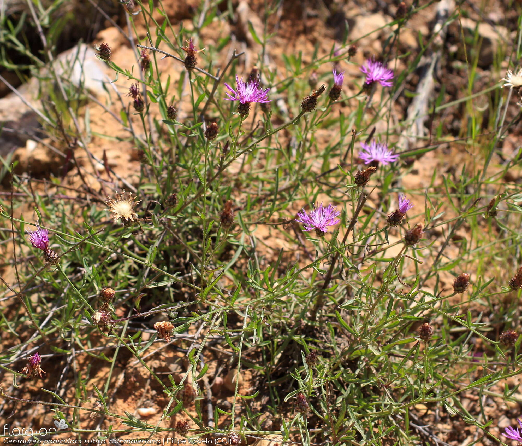 Centaurea paniculata - Flor (geral) | Filipe Covelo; CC BY-NC 4.0