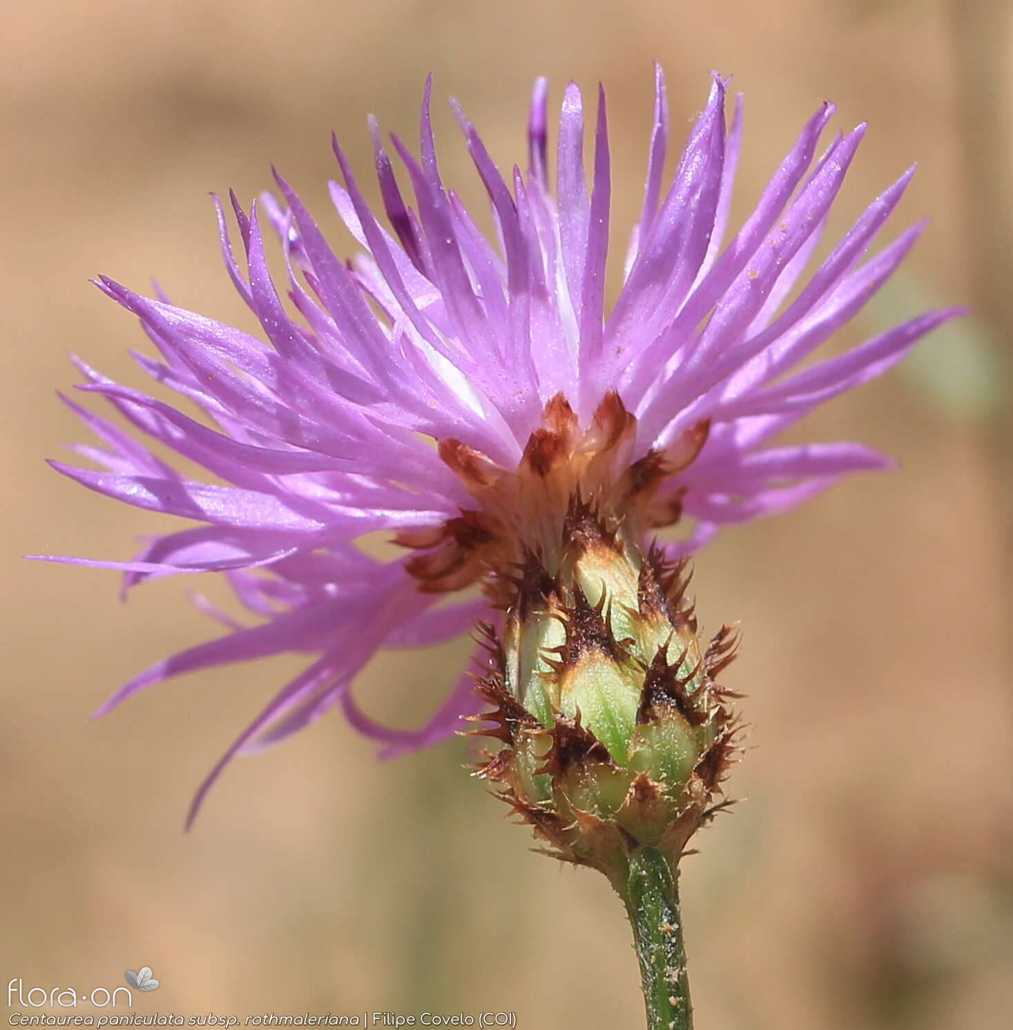 Centaurea paniculata - Capítulo | Filipe Covelo; CC BY-NC 4.0