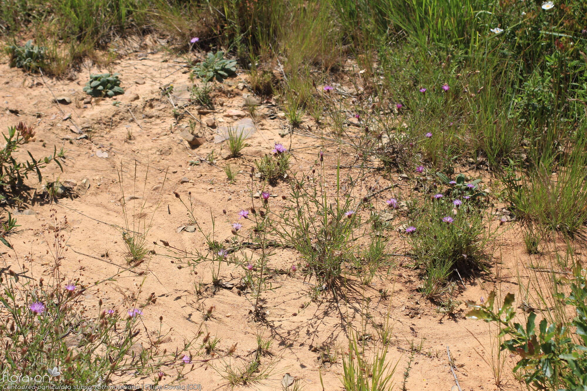 Centaurea paniculata - Hábito | Filipe Covelo; CC BY-NC 4.0