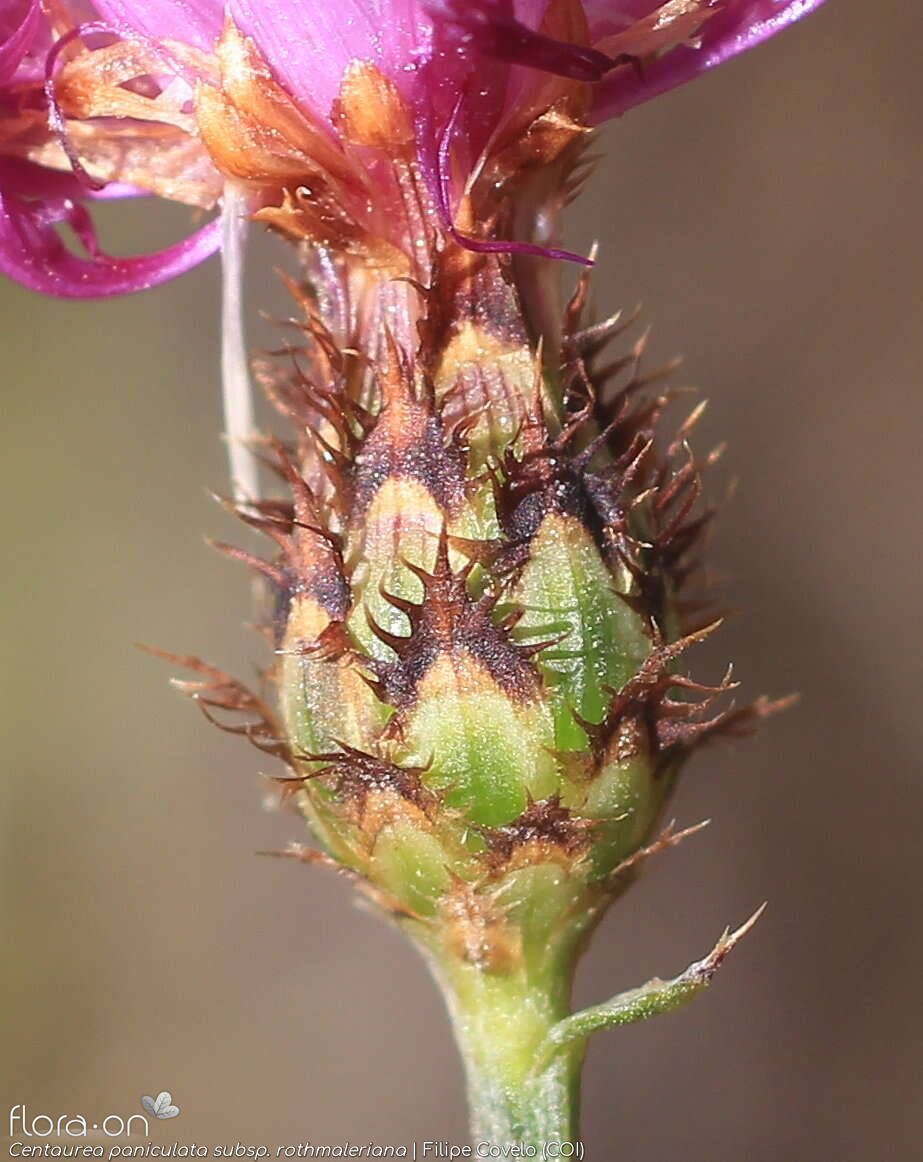 Centaurea paniculata - Bráctea | Filipe Covelo; CC BY-NC 4.0