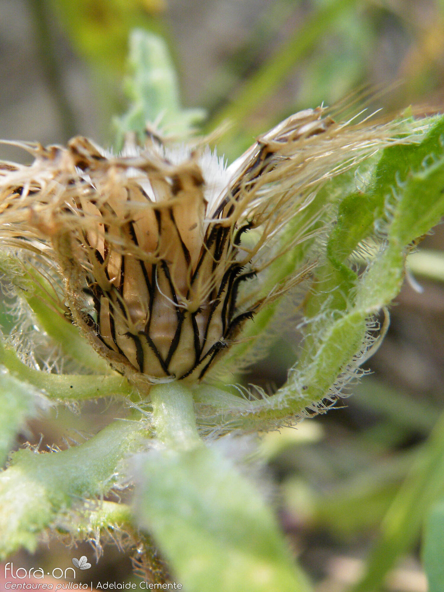 Centaurea pullata - Capítulo frutífero | Adelaide Clemente; CC BY-NC 4.0