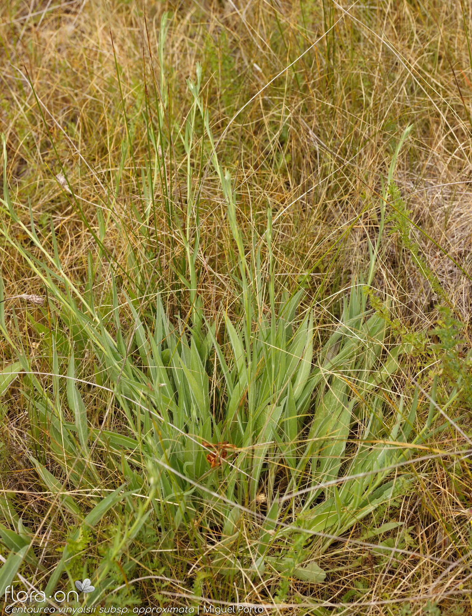 Centaurea vinyalsii approximata - Hábito | Miguel Porto; CC BY-NC 4.0