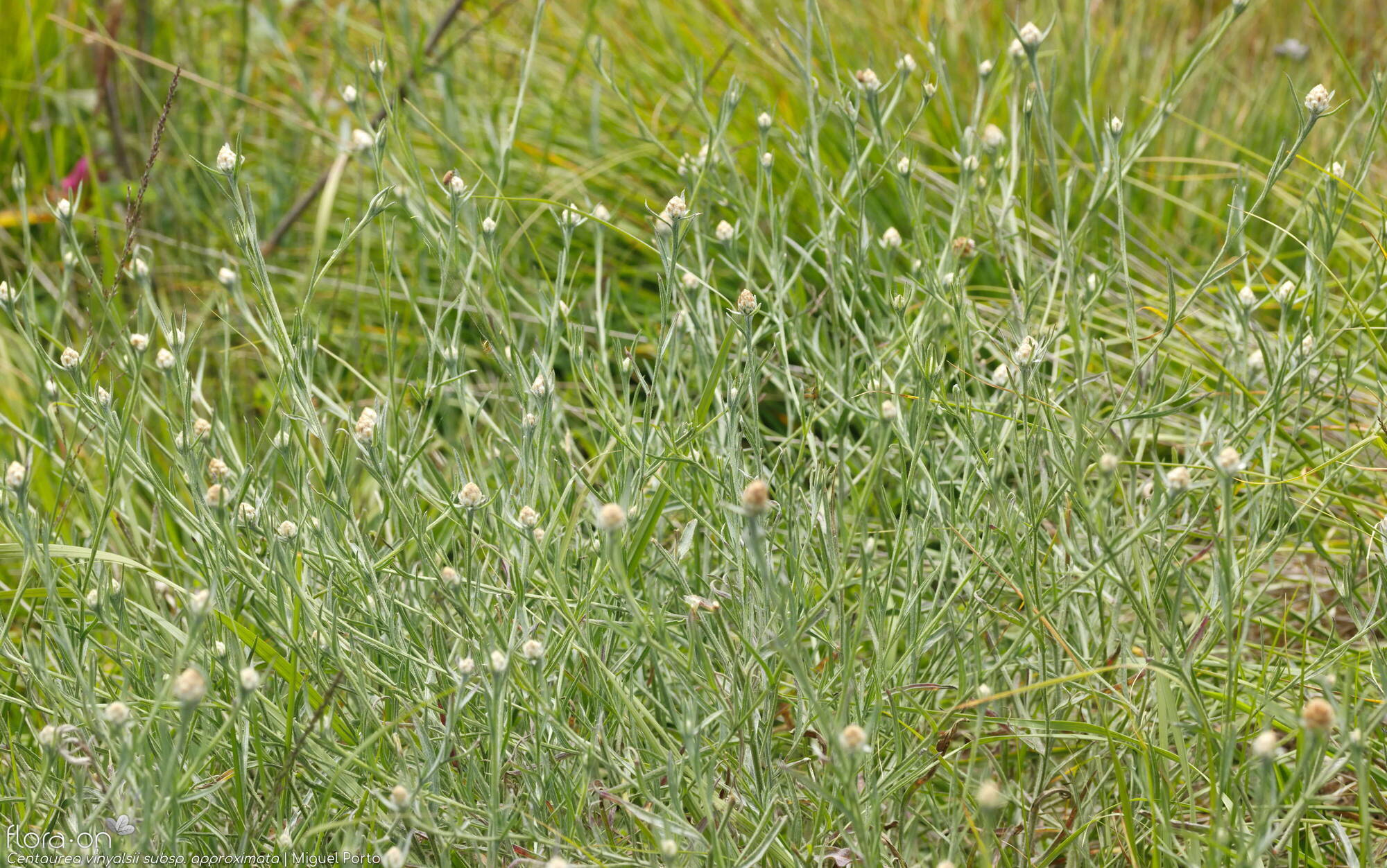 Centaurea vinyalsii approximata - Hábito | Miguel Porto; CC BY-NC 4.0